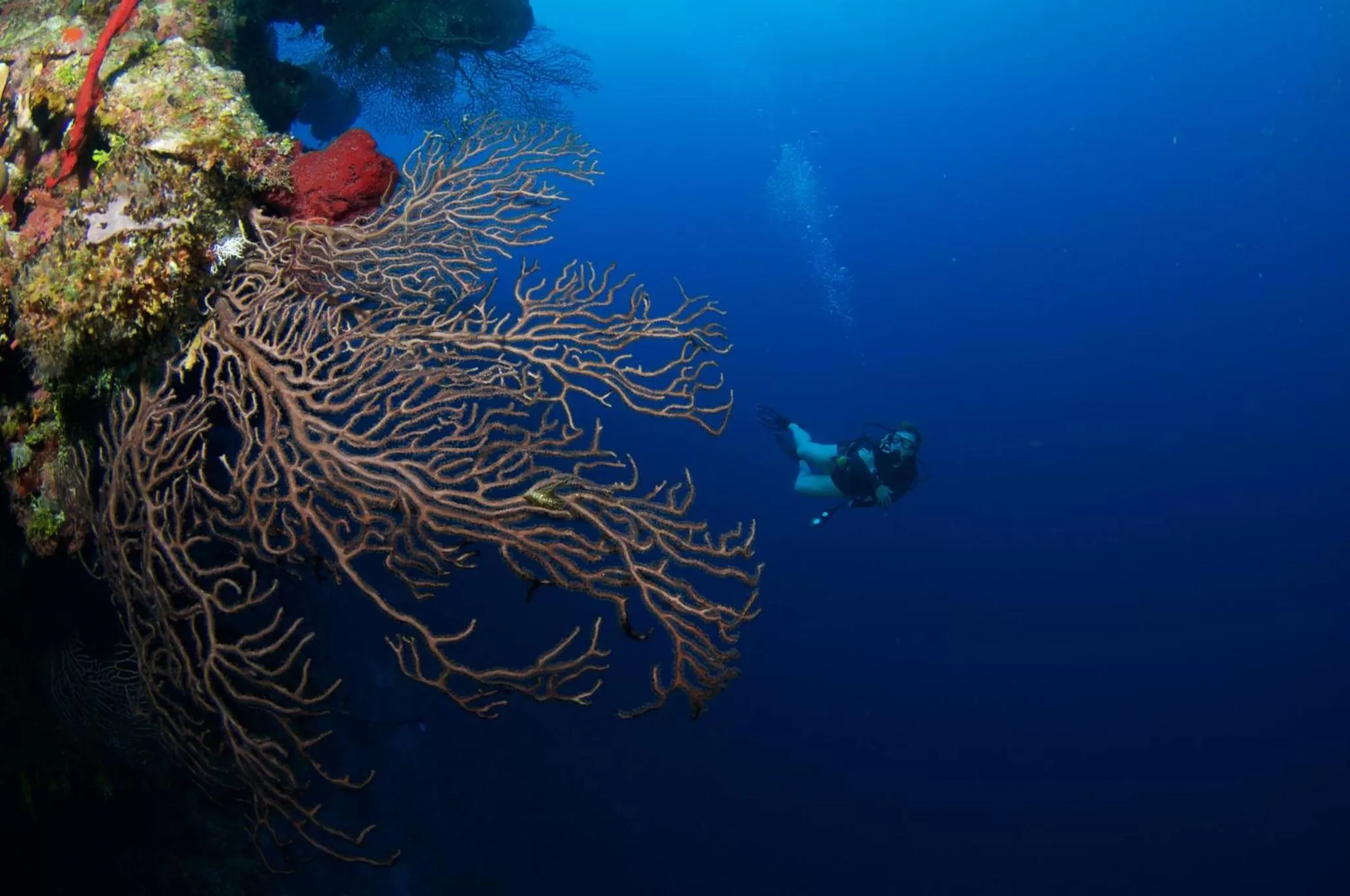 Nearby landmark in Holiday Inn Resort Grand Cayman by IHG