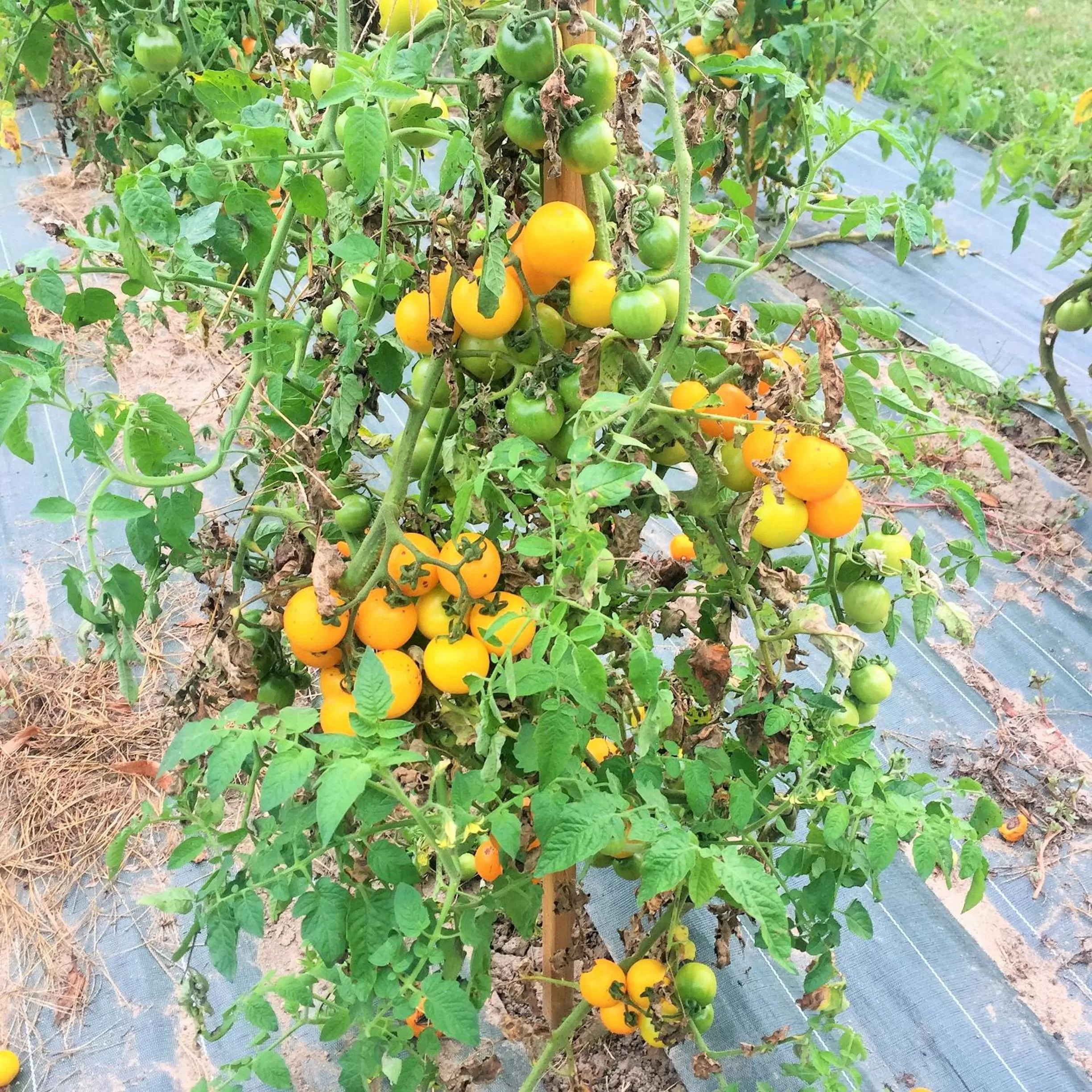 Natural landscape in Manoir de la Rémonière