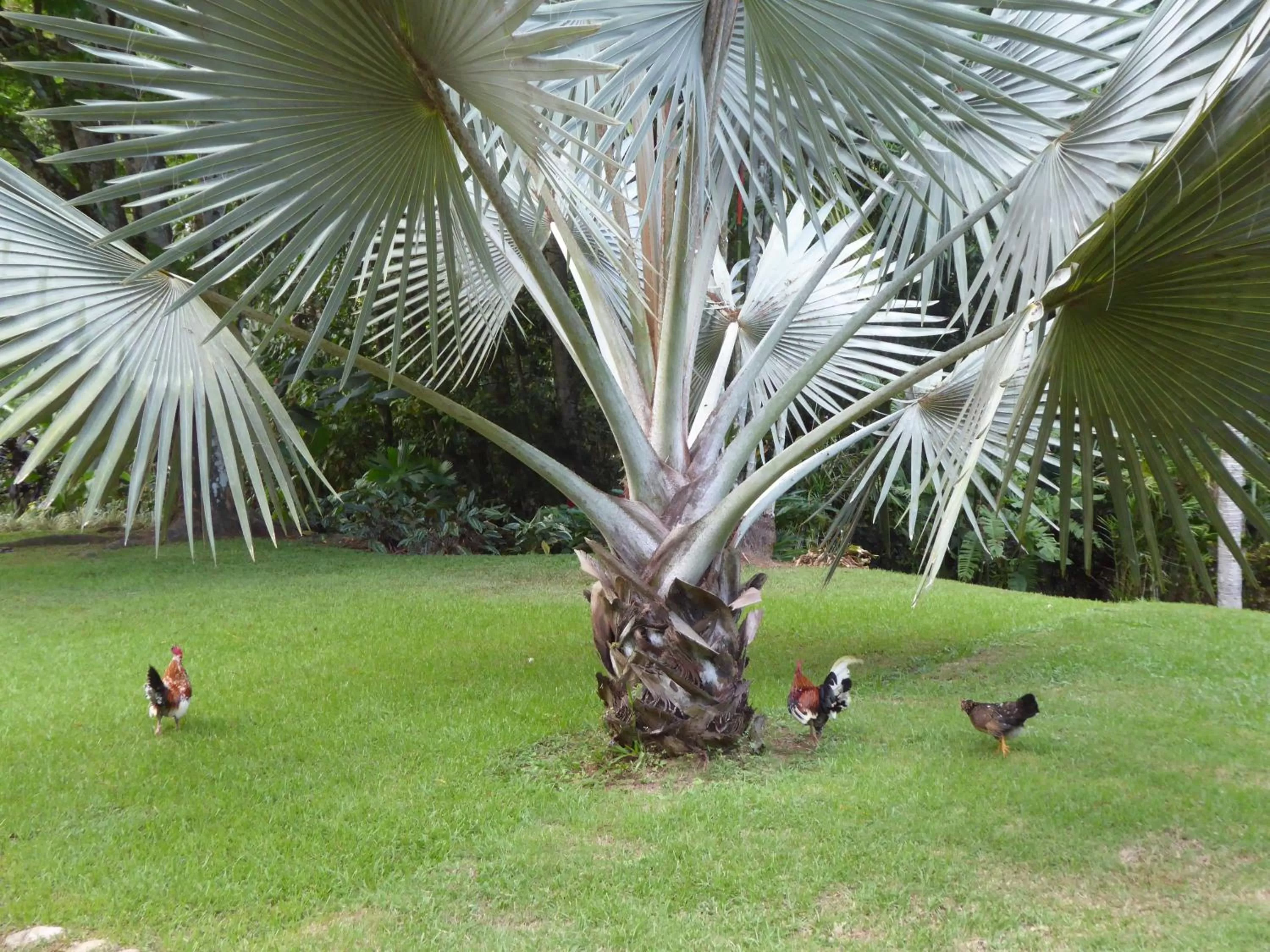 Garden view, Garden in La Purruja Lodge
