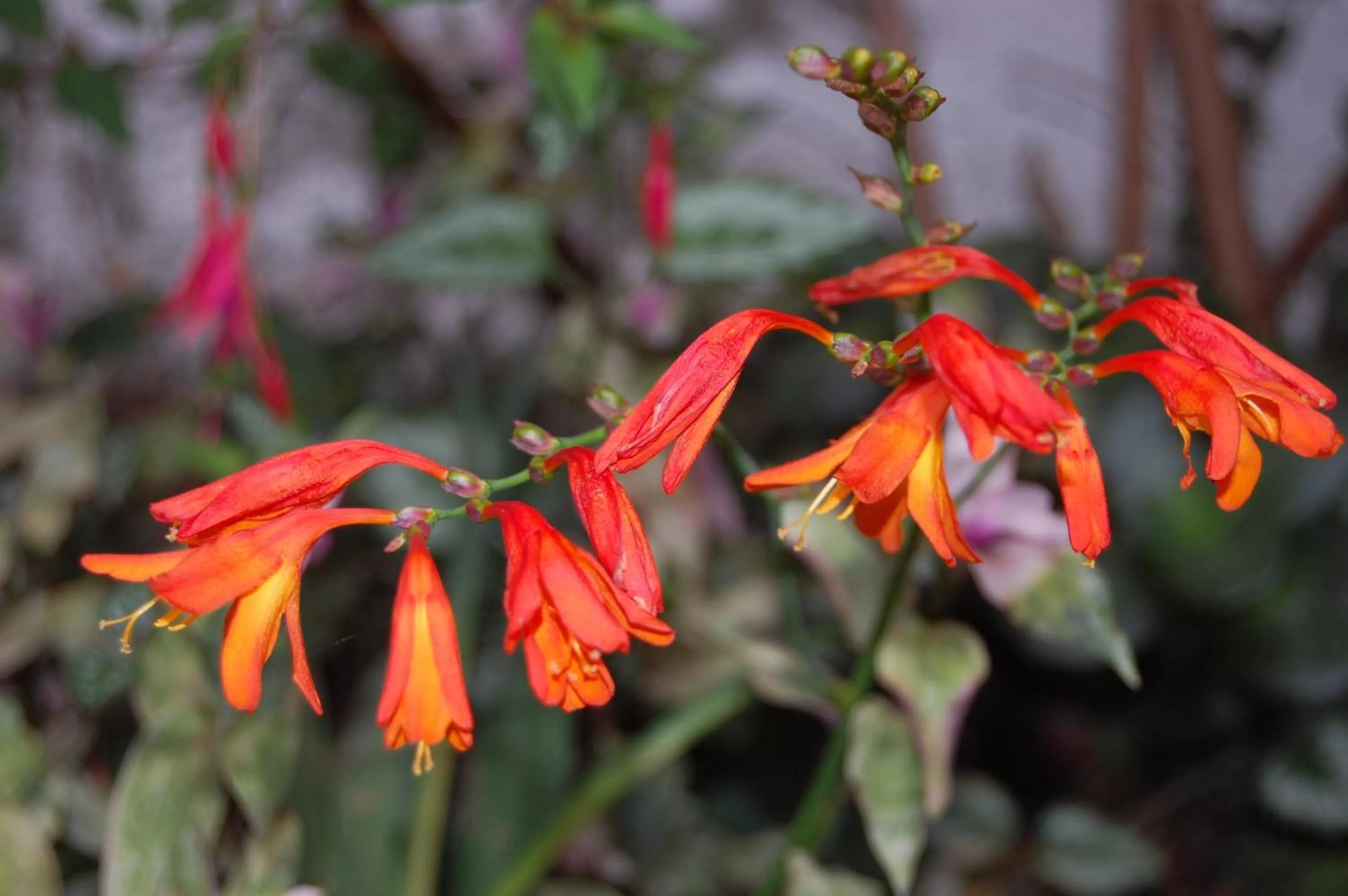 Garden, Other Animals in Apartamentos Otorongo Cuenca Ecuador
