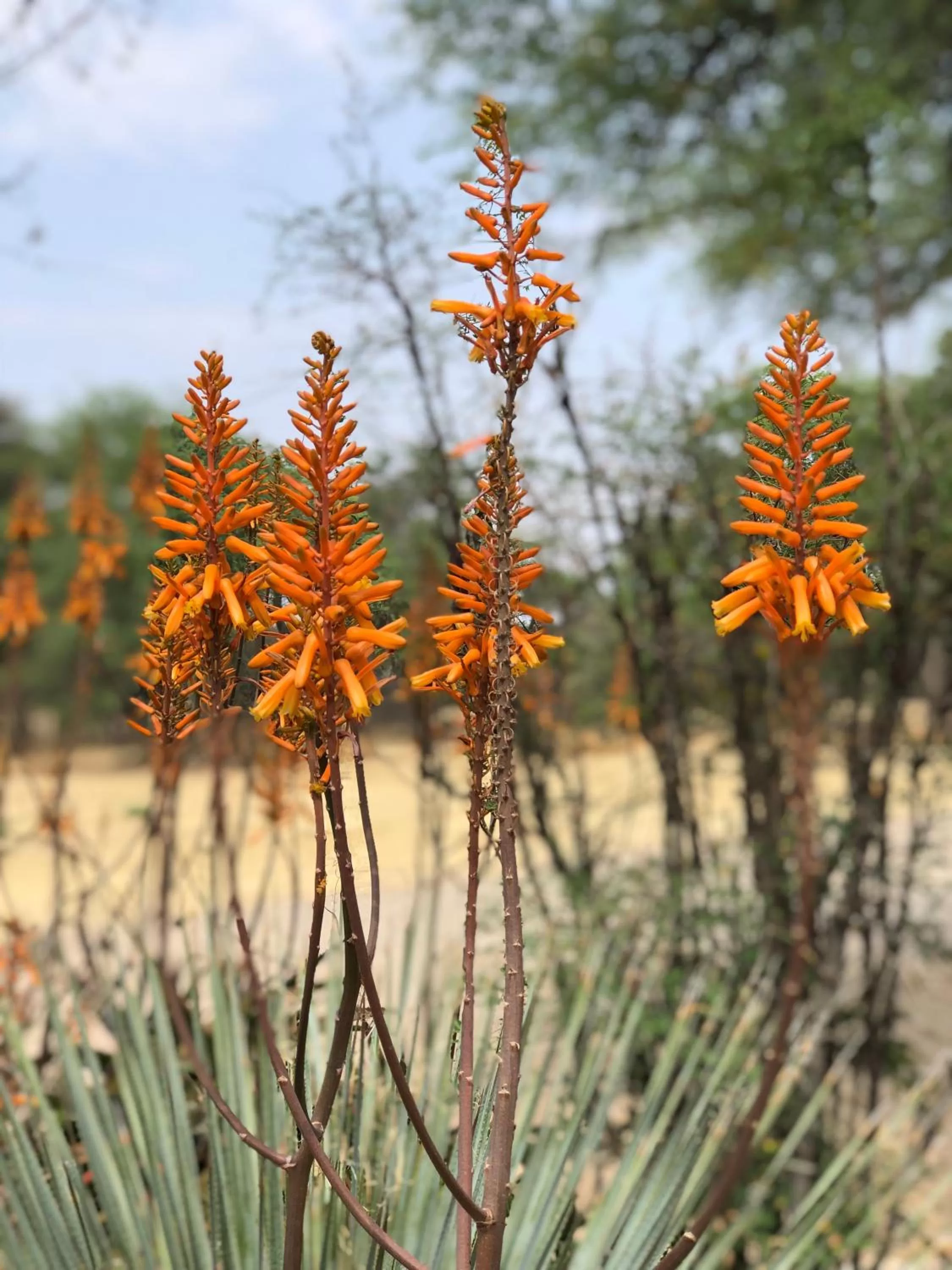 Natural landscape in Okahandja Country Hotel
