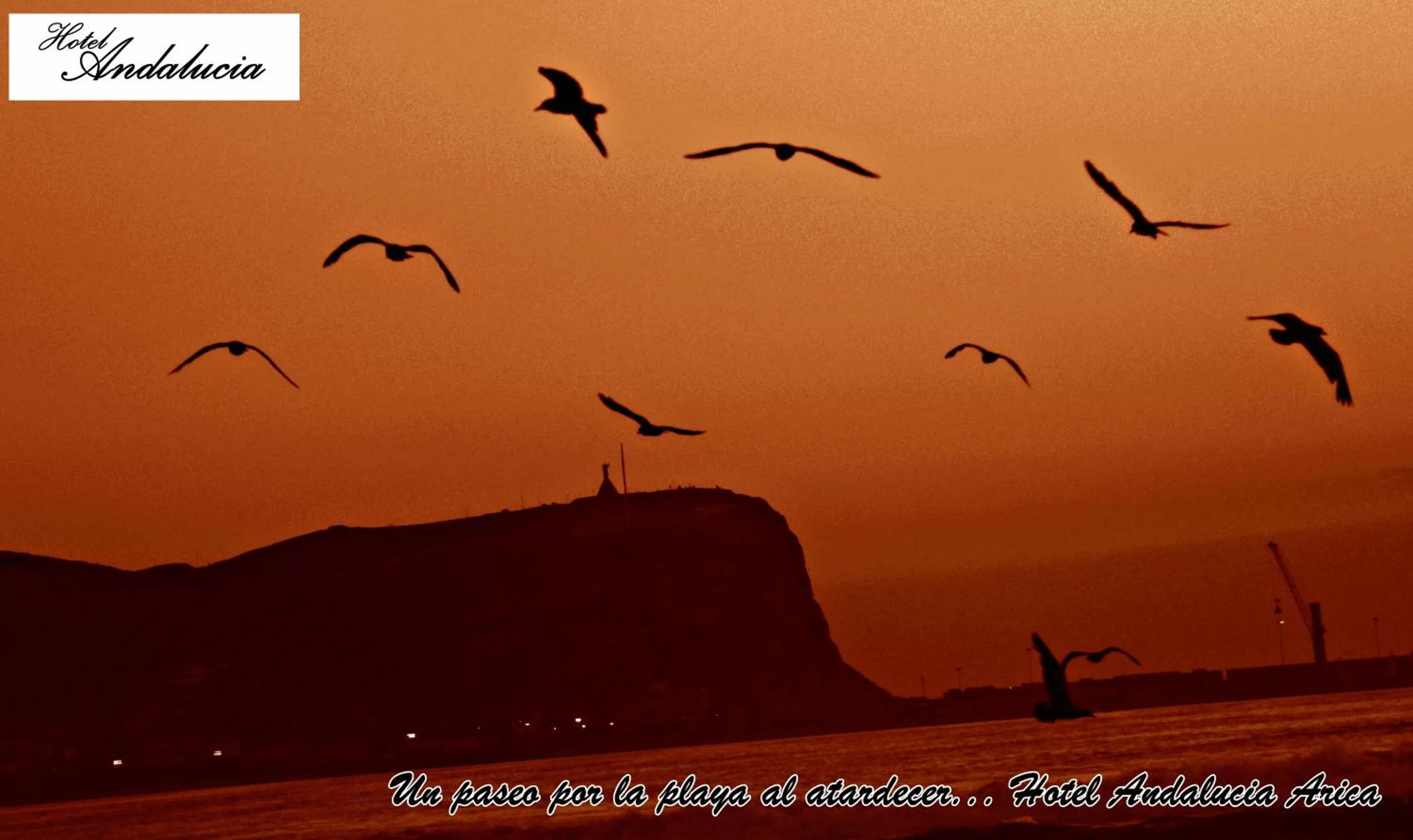 Activities, Other Animals in Hotel Andalucía