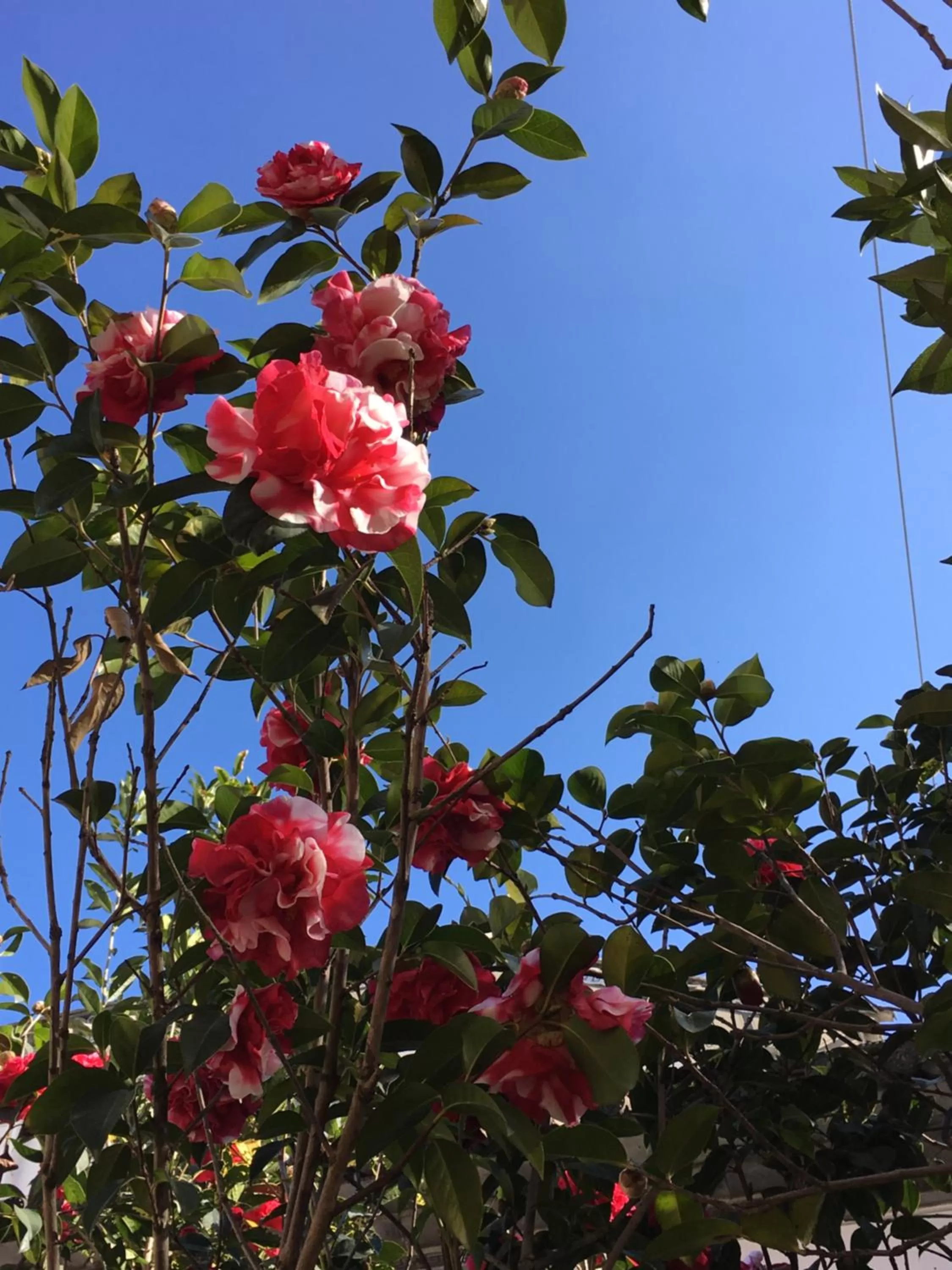 Spring in The Lily Pad Inn