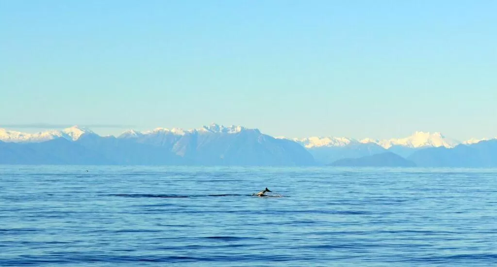 Animals in El Coo Lodge