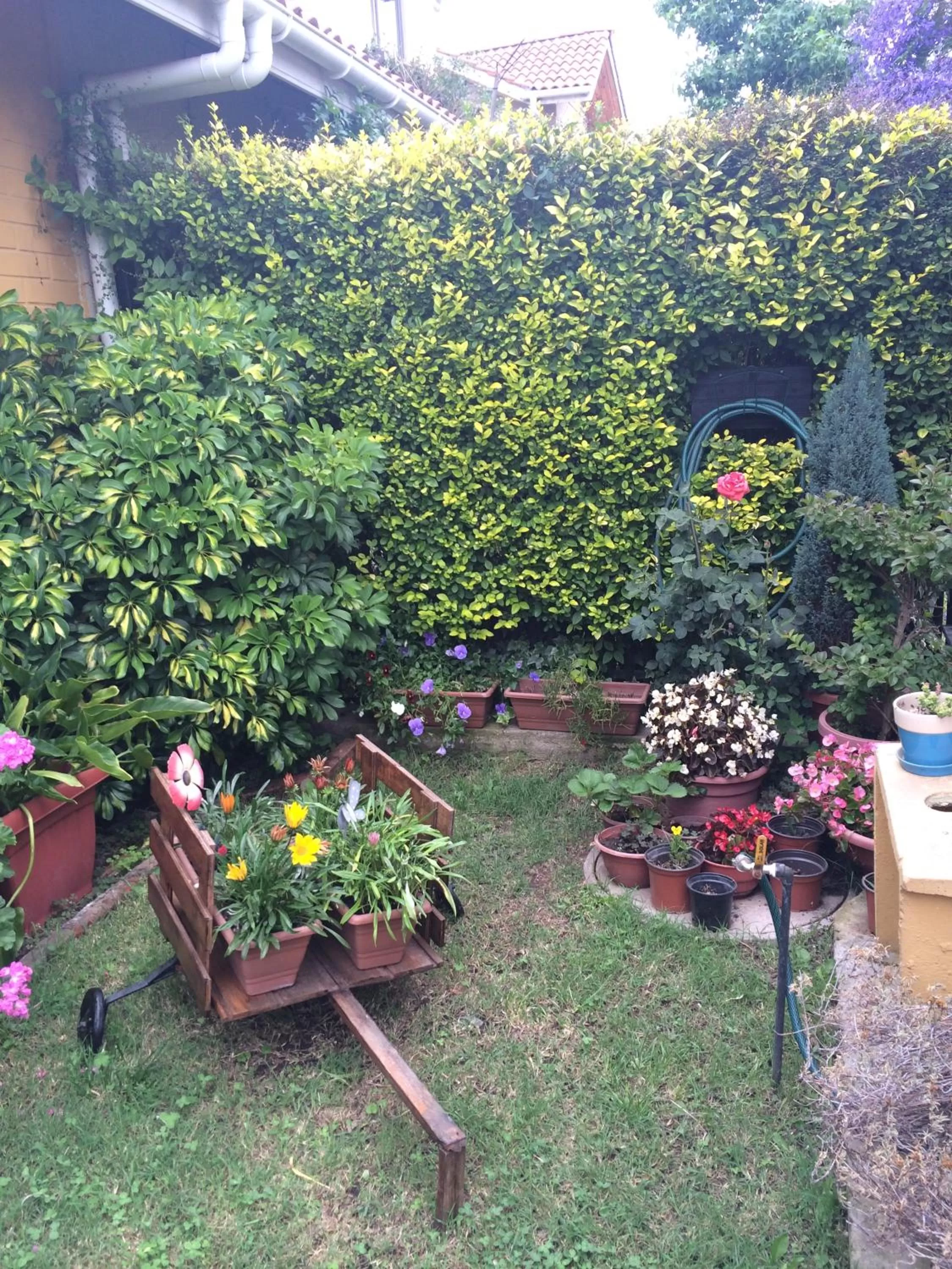 Garden in Casa Roble Añejo Bed & Breakfast