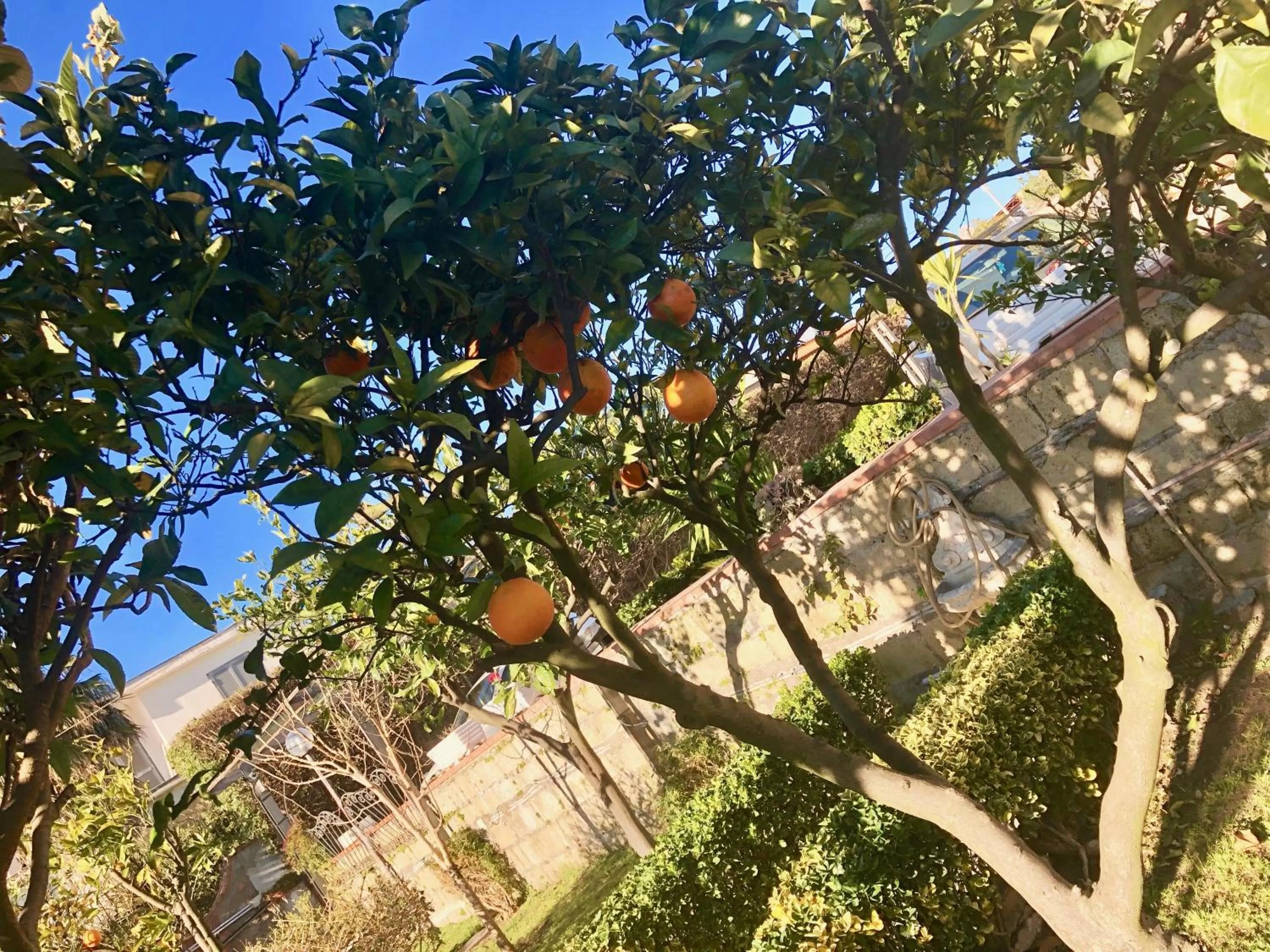 Garden in B&B Annetta