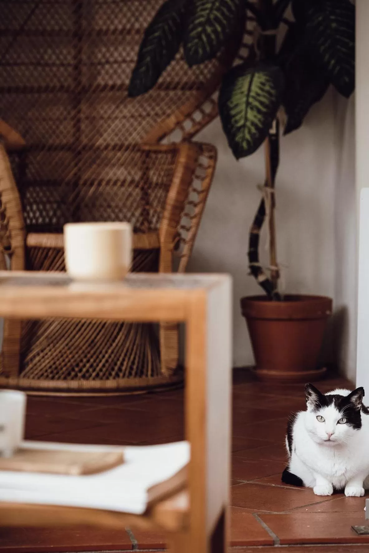 Pets in Layer Residences