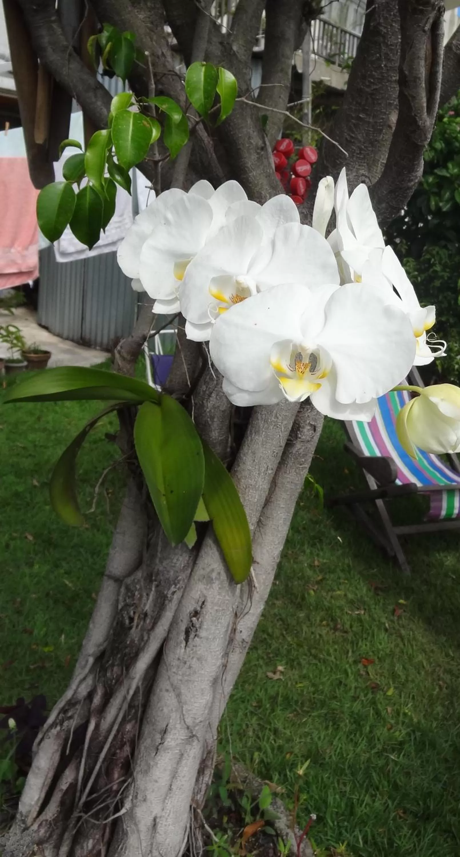 Other, Garden in Casa da Gente