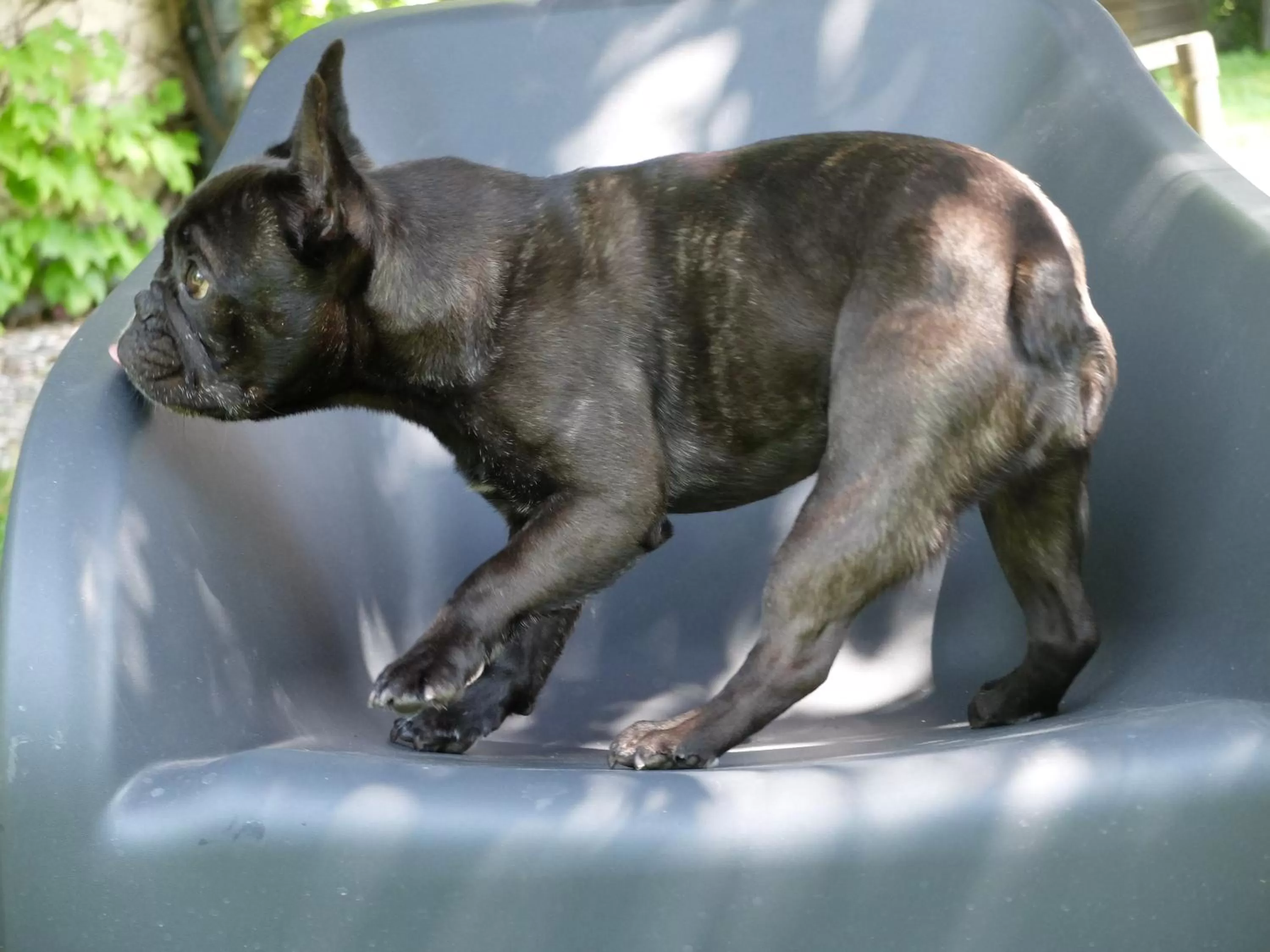 Pets, Other Animals in B&B Villa dei Calchi - Suite Room di Charme