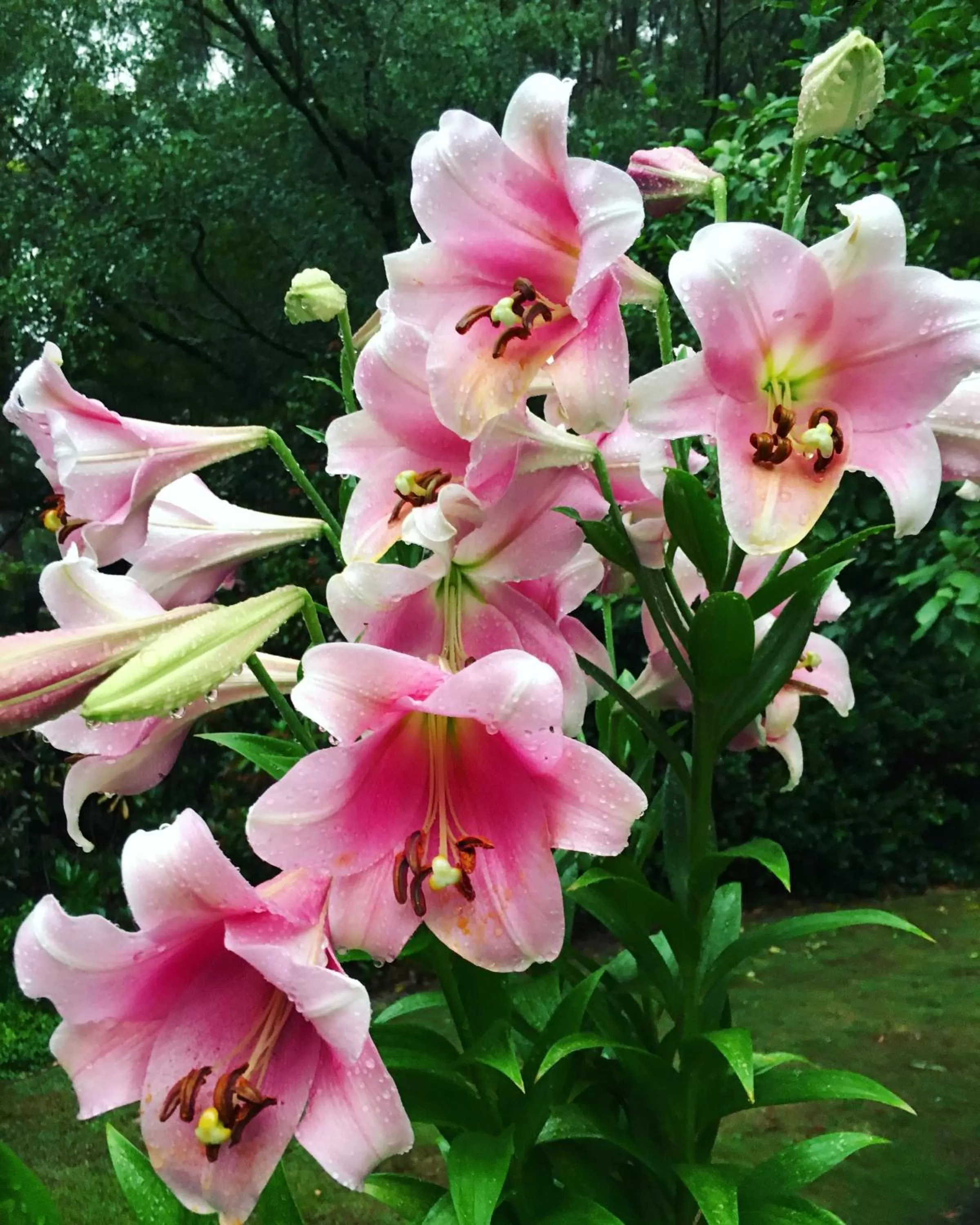Garden in Cambridge Cottages