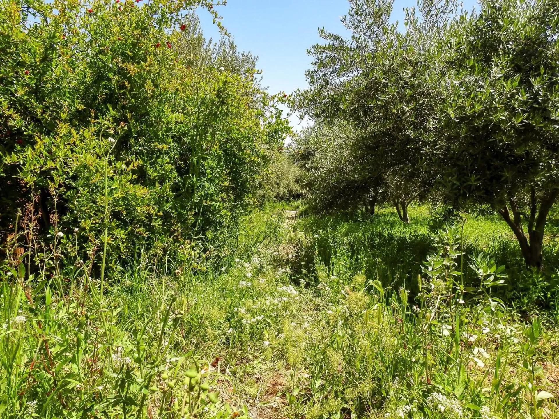 Garden in Le Bleu House