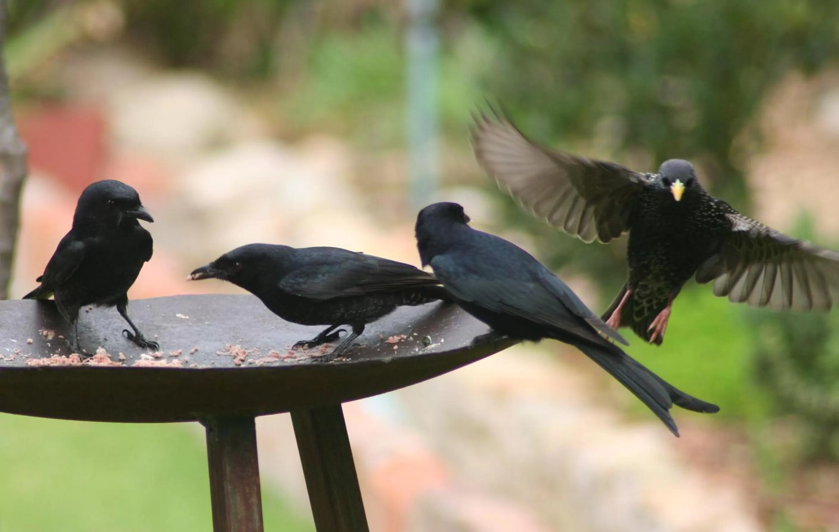 Garden, Other Animals in Raw Karoo Guest House