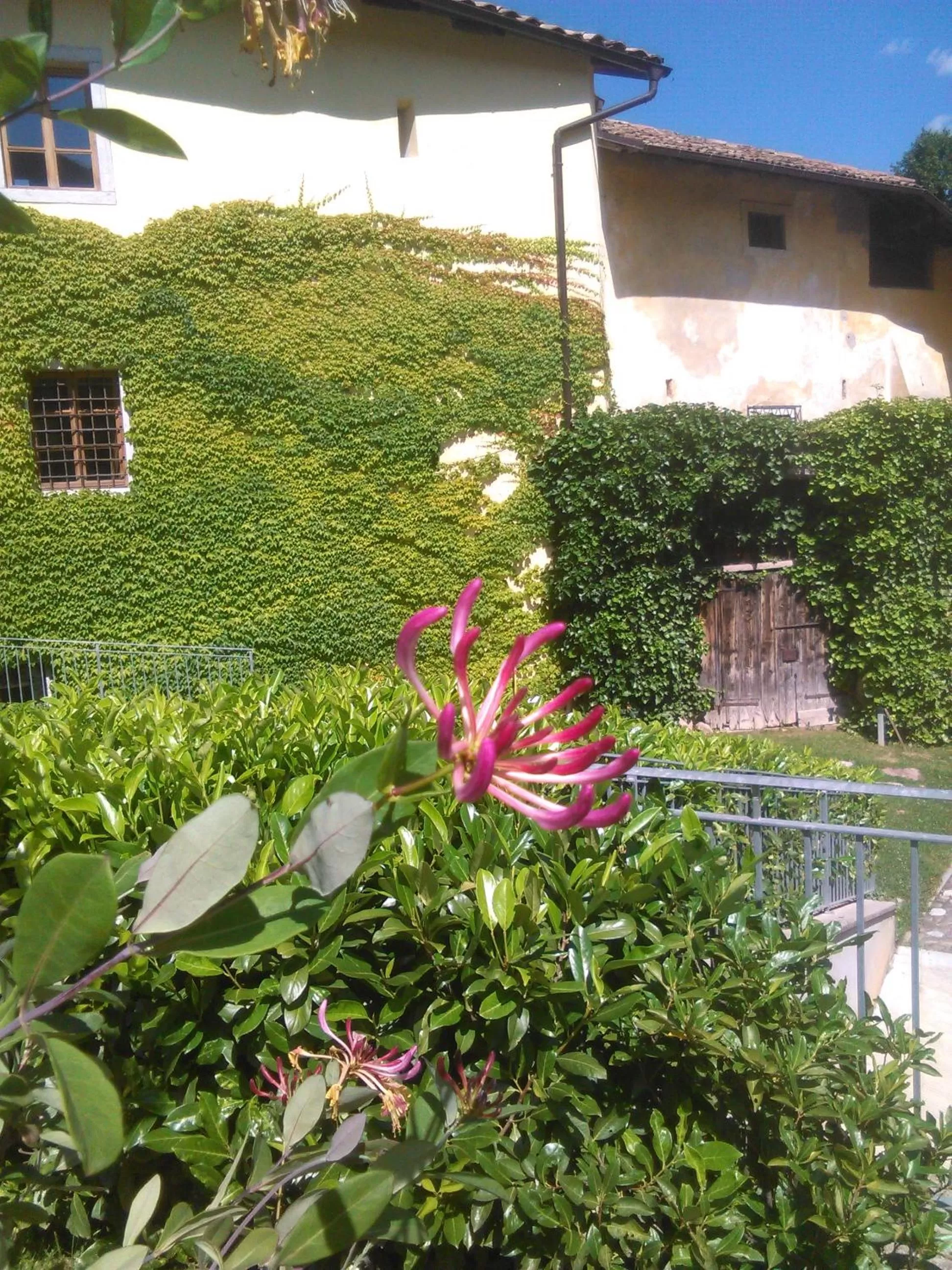 Garden in Relais Palazzo Lodron
