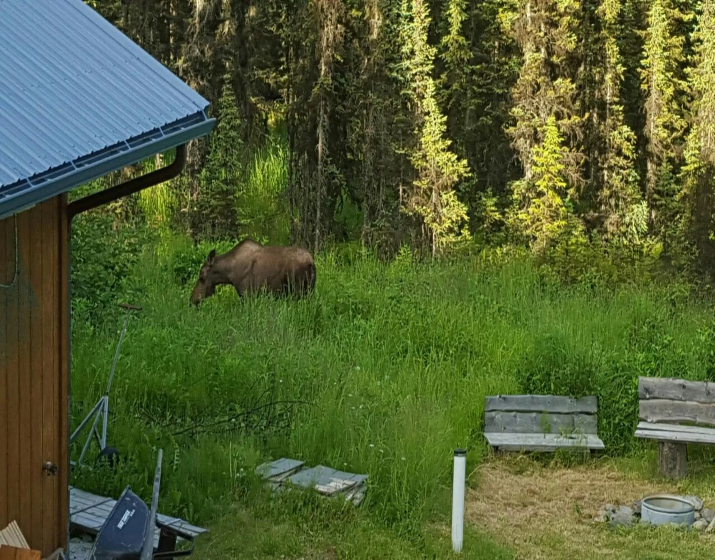 Animals, Other Animals in Southern Bluff Bed & Breakfast