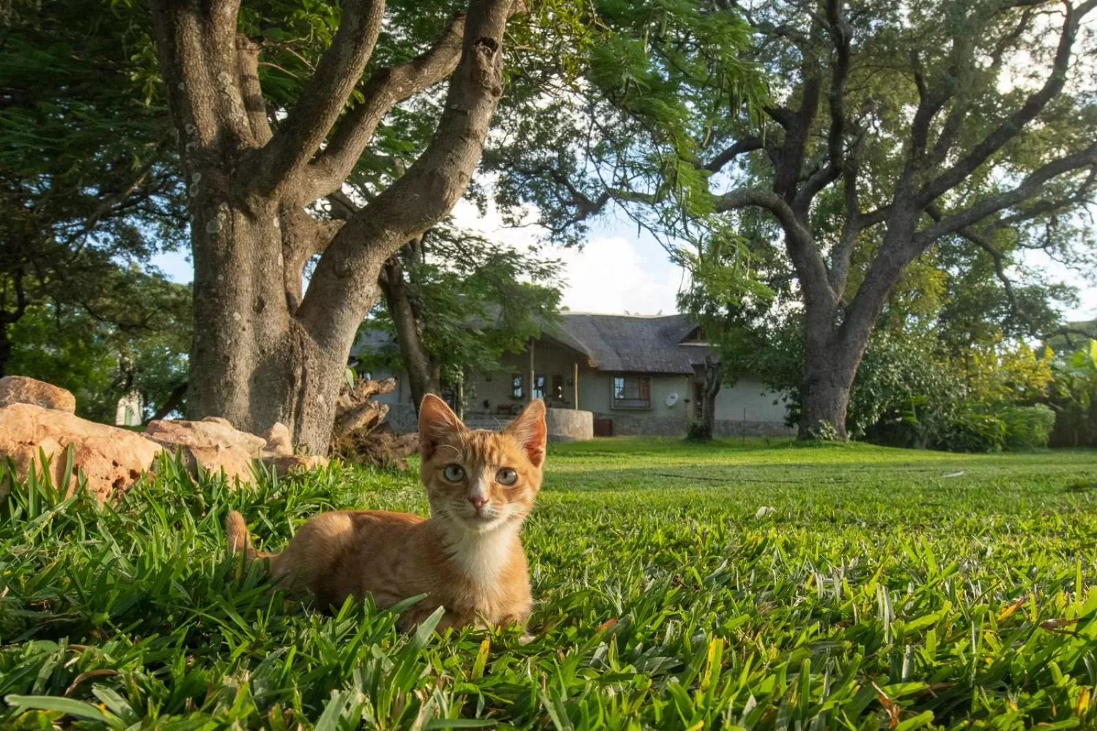 Animals, Pets in Wild Dogs Lodge