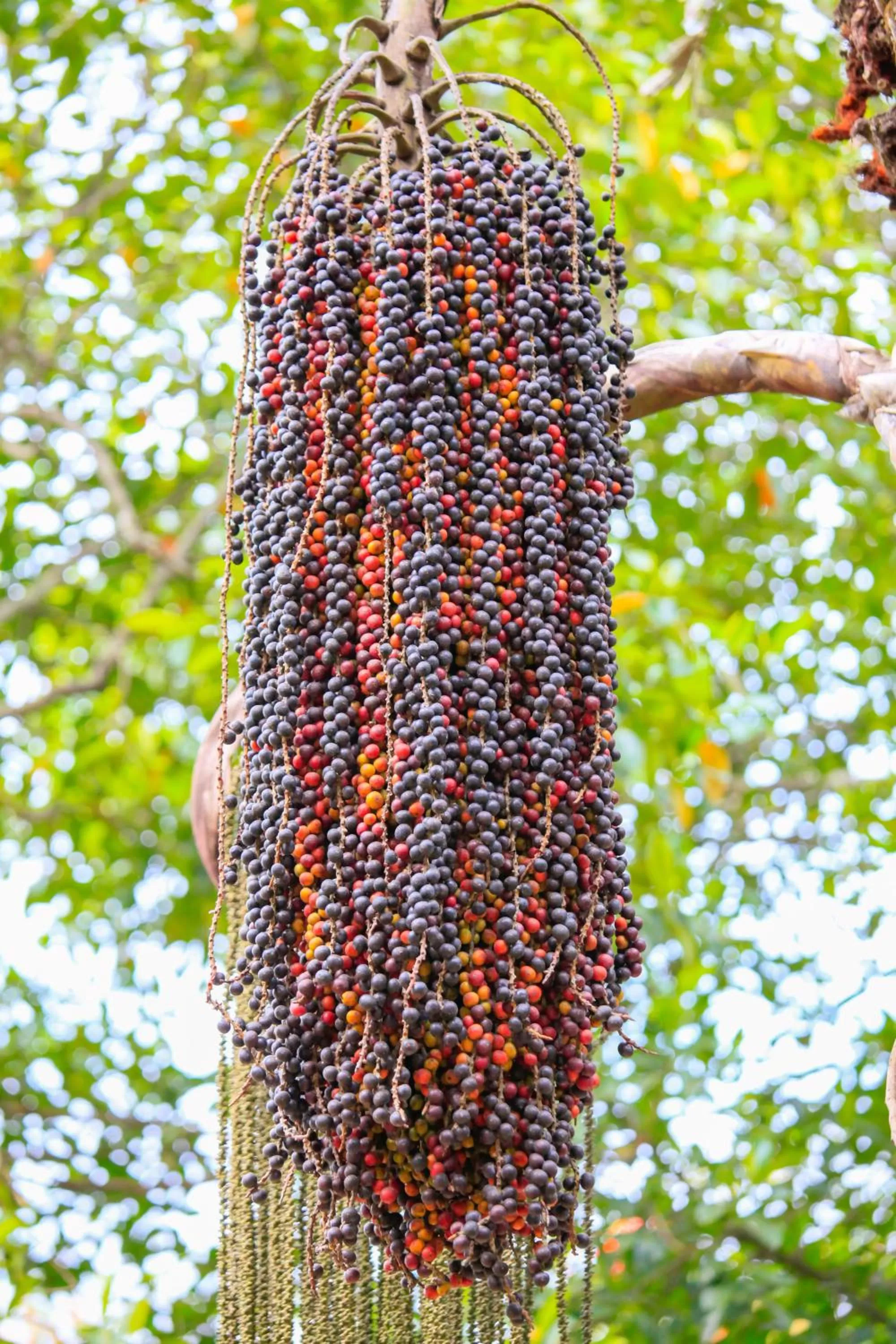 Other Animals in Madushanka Resort