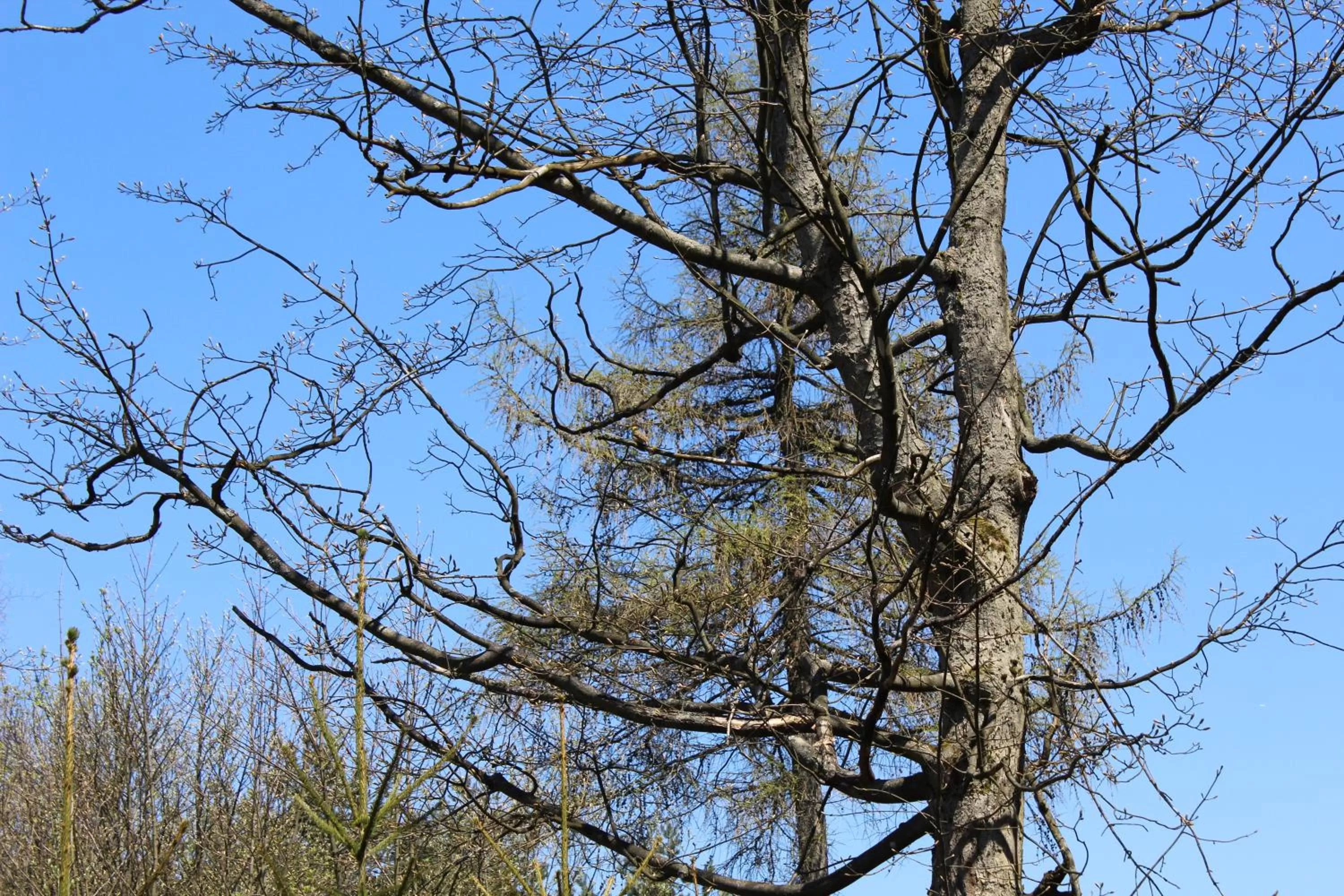 Garden, Winter in Waldgasthof Bad Einsiedel