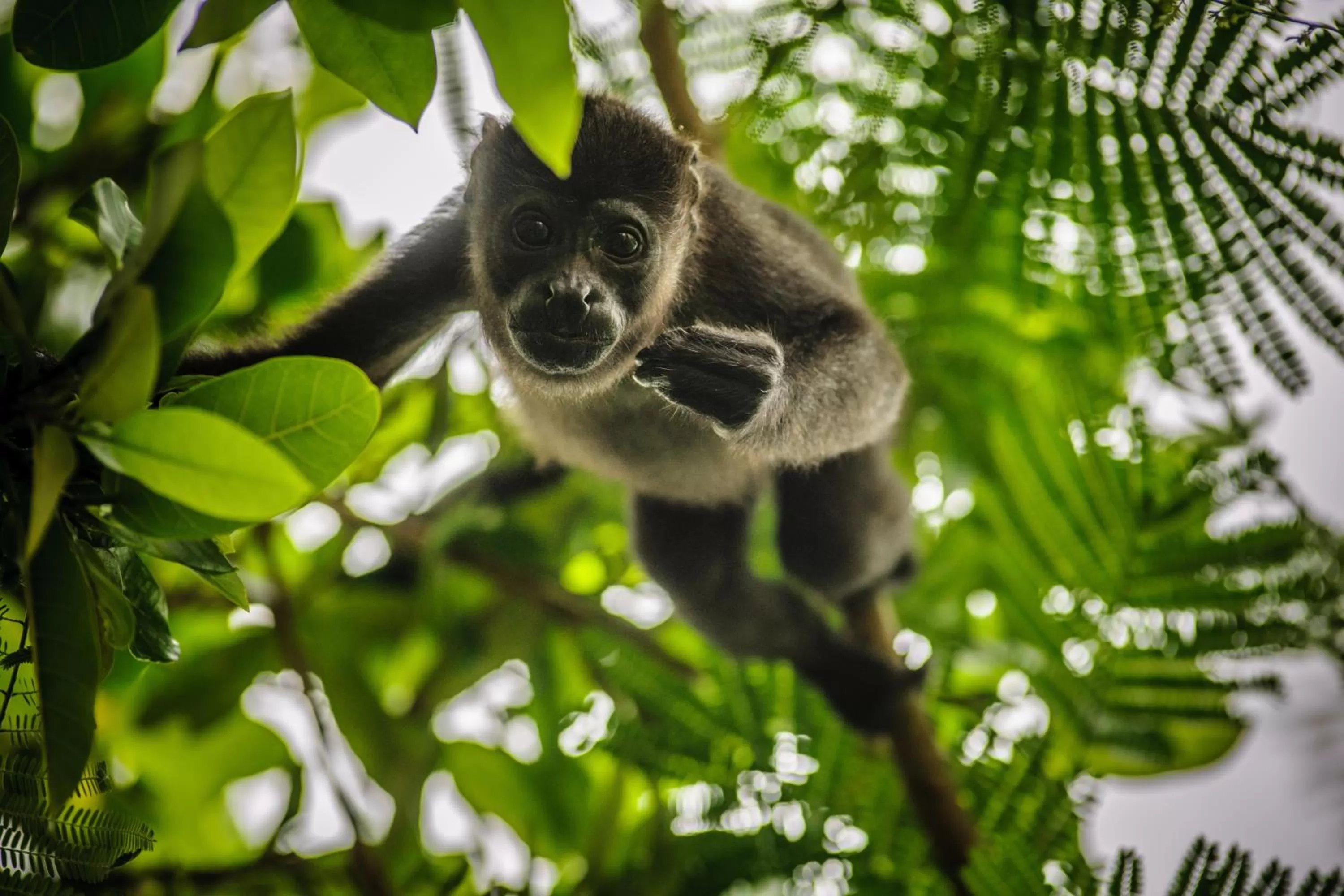 Animals in Cala Luna Boutique Hotel & Villas