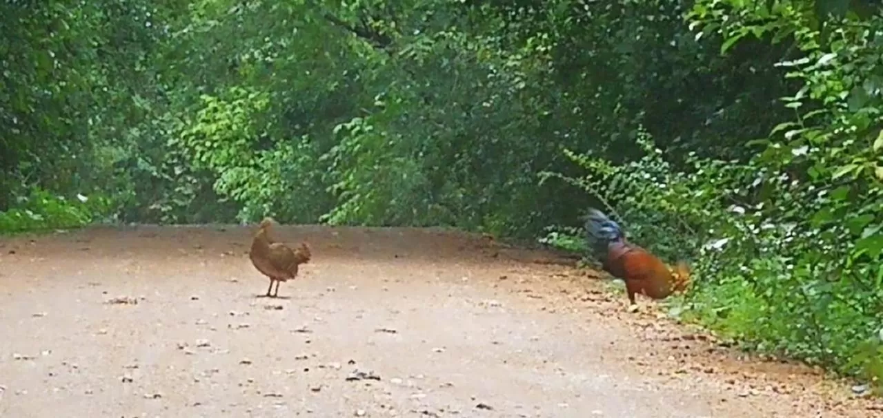 Other Animals in Green Cottage