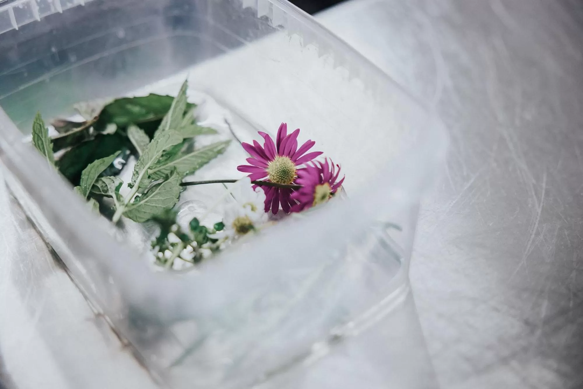 Food, Winter in Hotel Silberfux