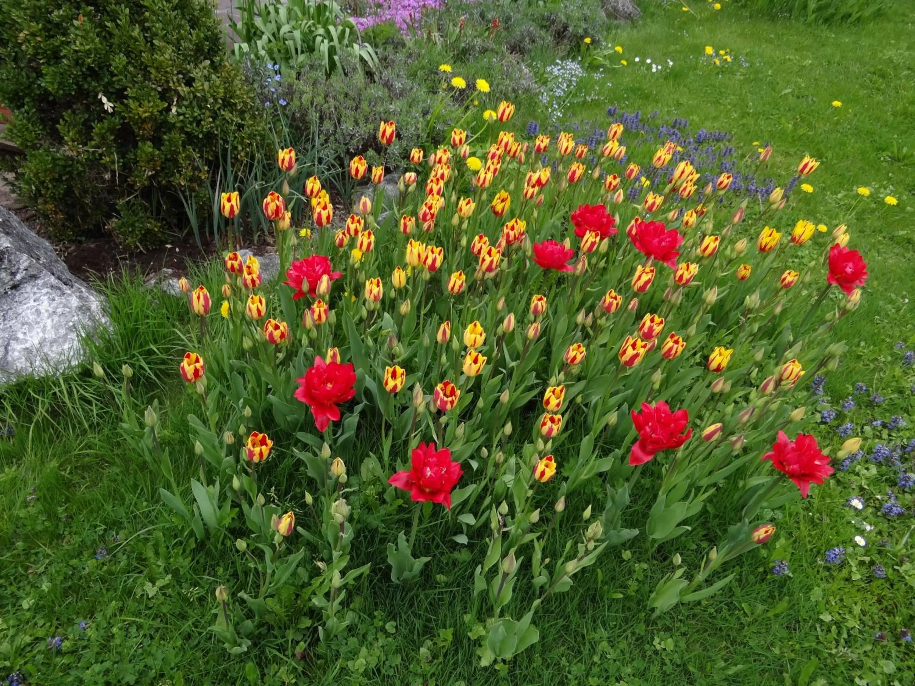 Garden in Gästehaus Bühler