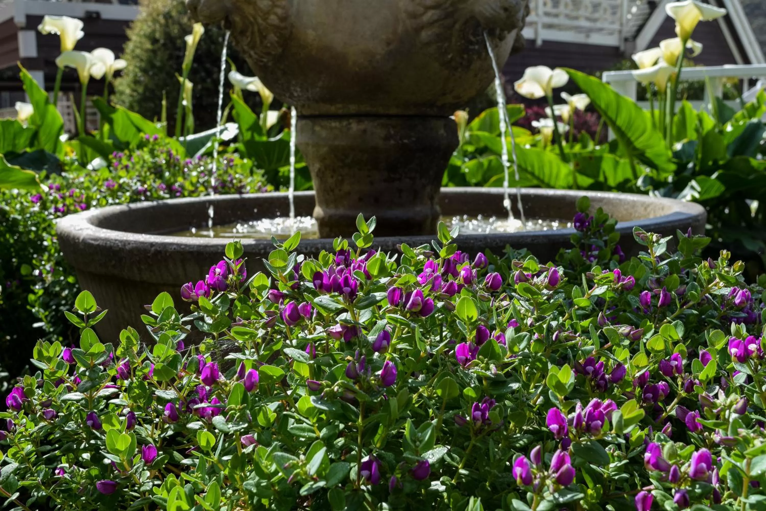 Garden in Wharf Master's Inn