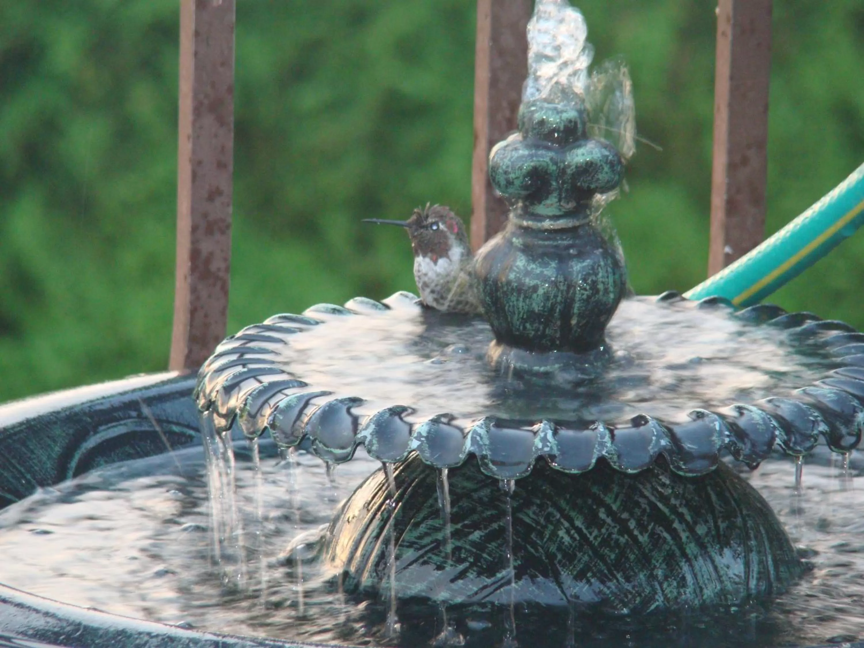 Balcony/Terrace, Other Animals in Hummers Haven Bed and Breakfast