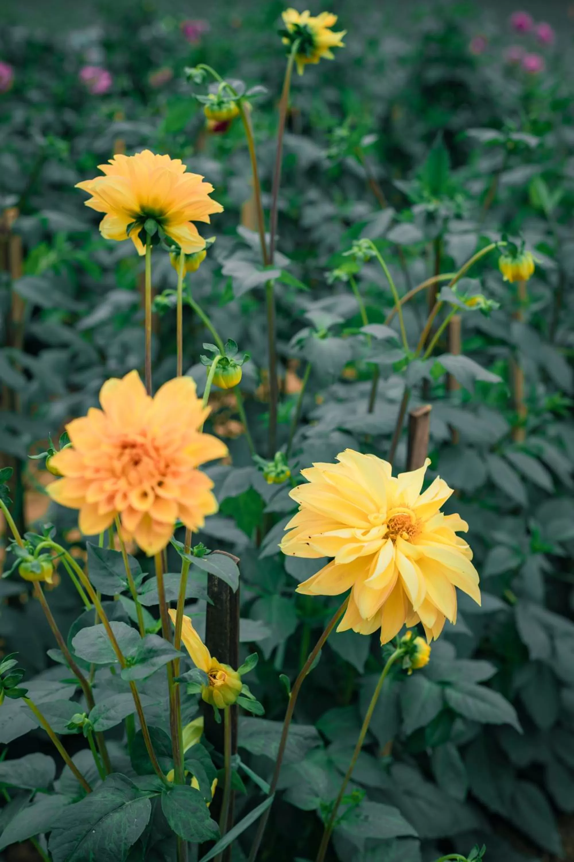 Garden in Thung Nham Resort