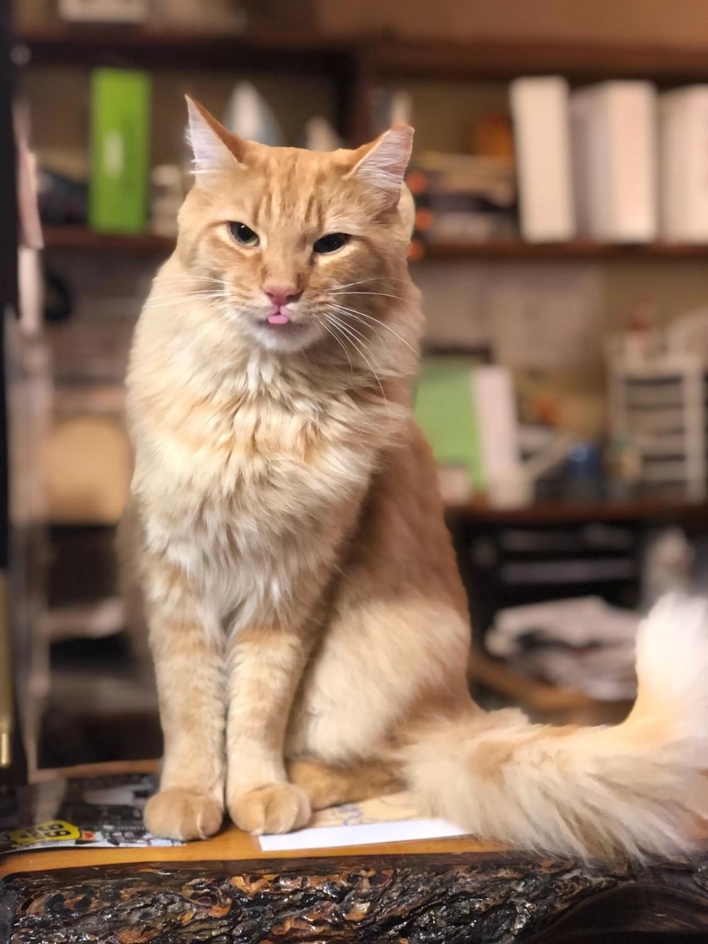 Pets in Stagecoach 66 Motel