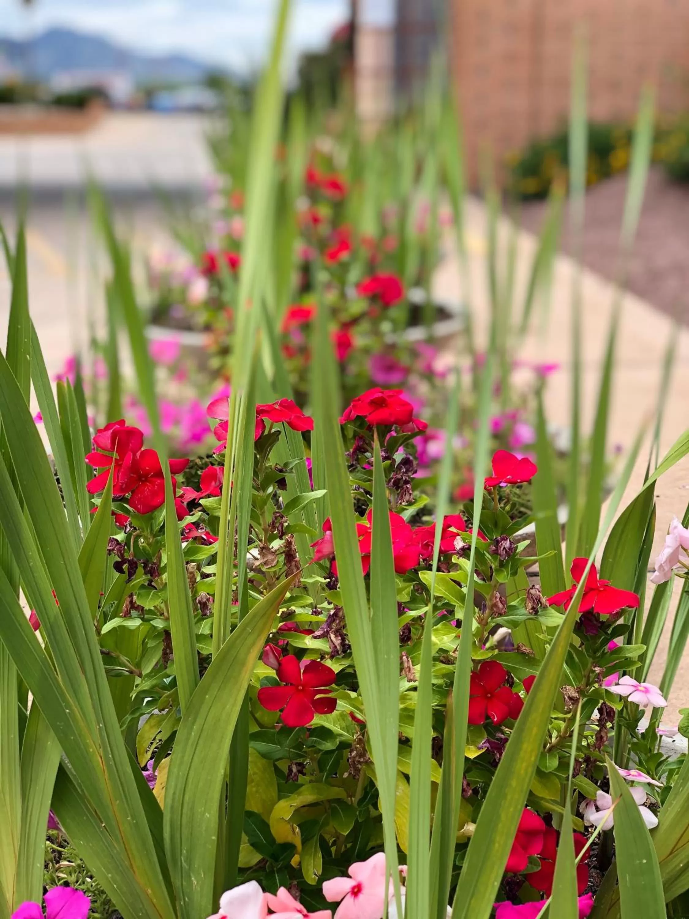 Garden in Sierra Suites Boutique Hotel