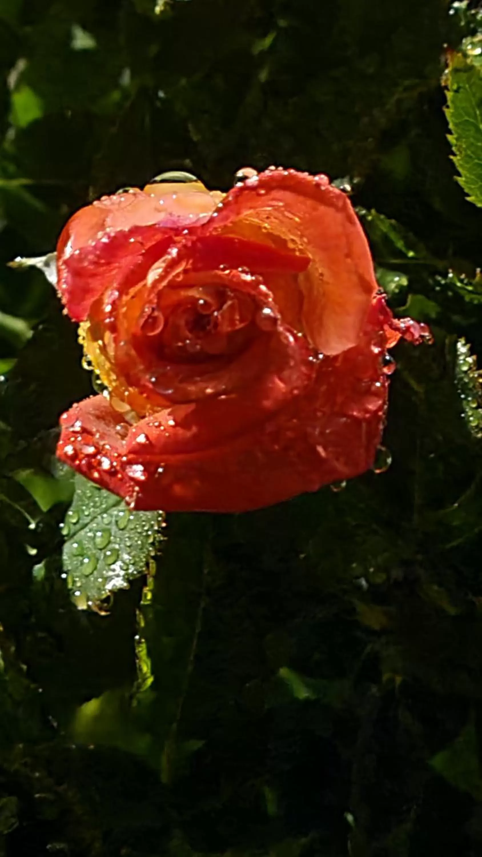 Garden in lesroses1680