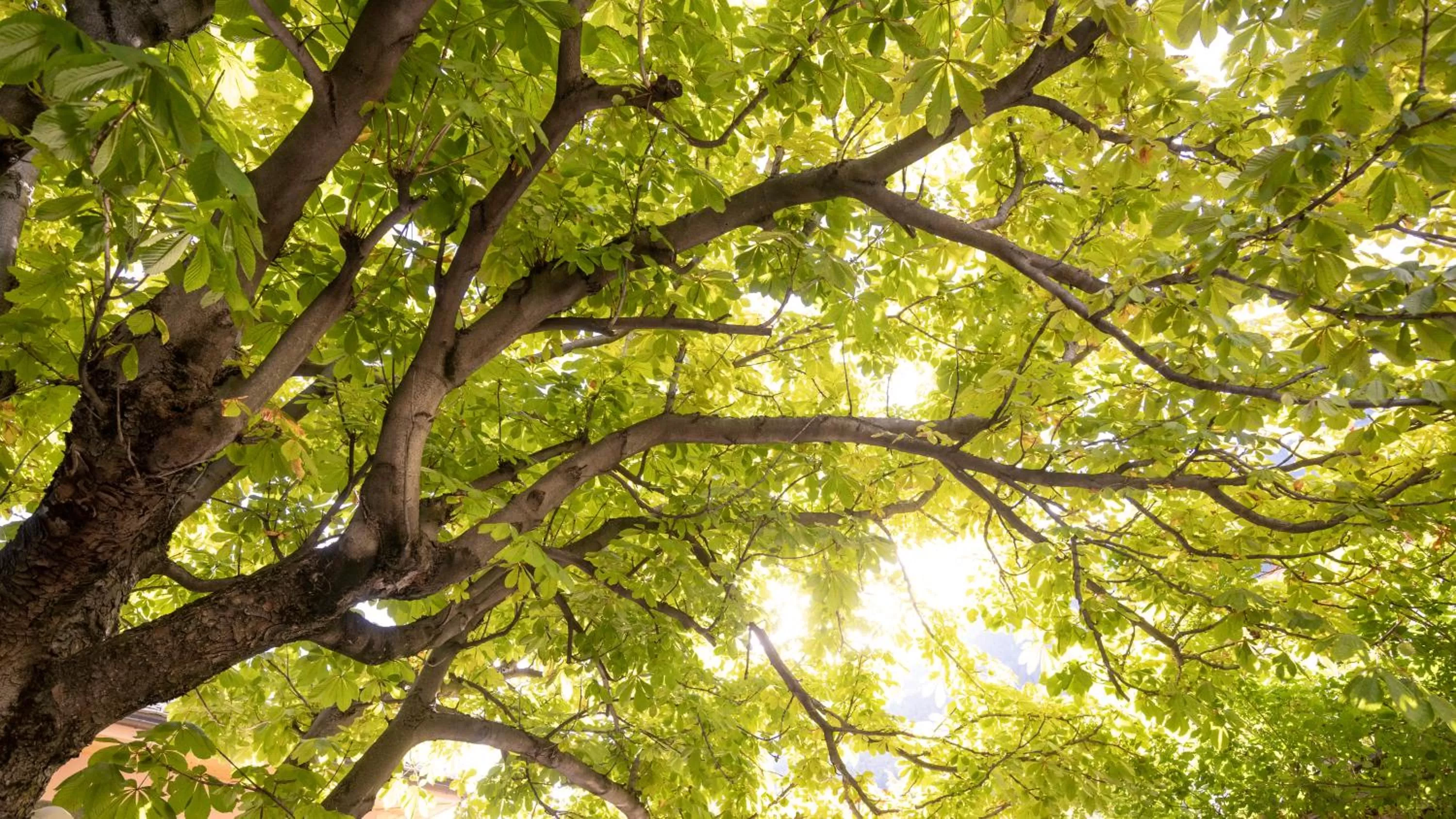 Garden view in Hotel-Restaurant Eyholz