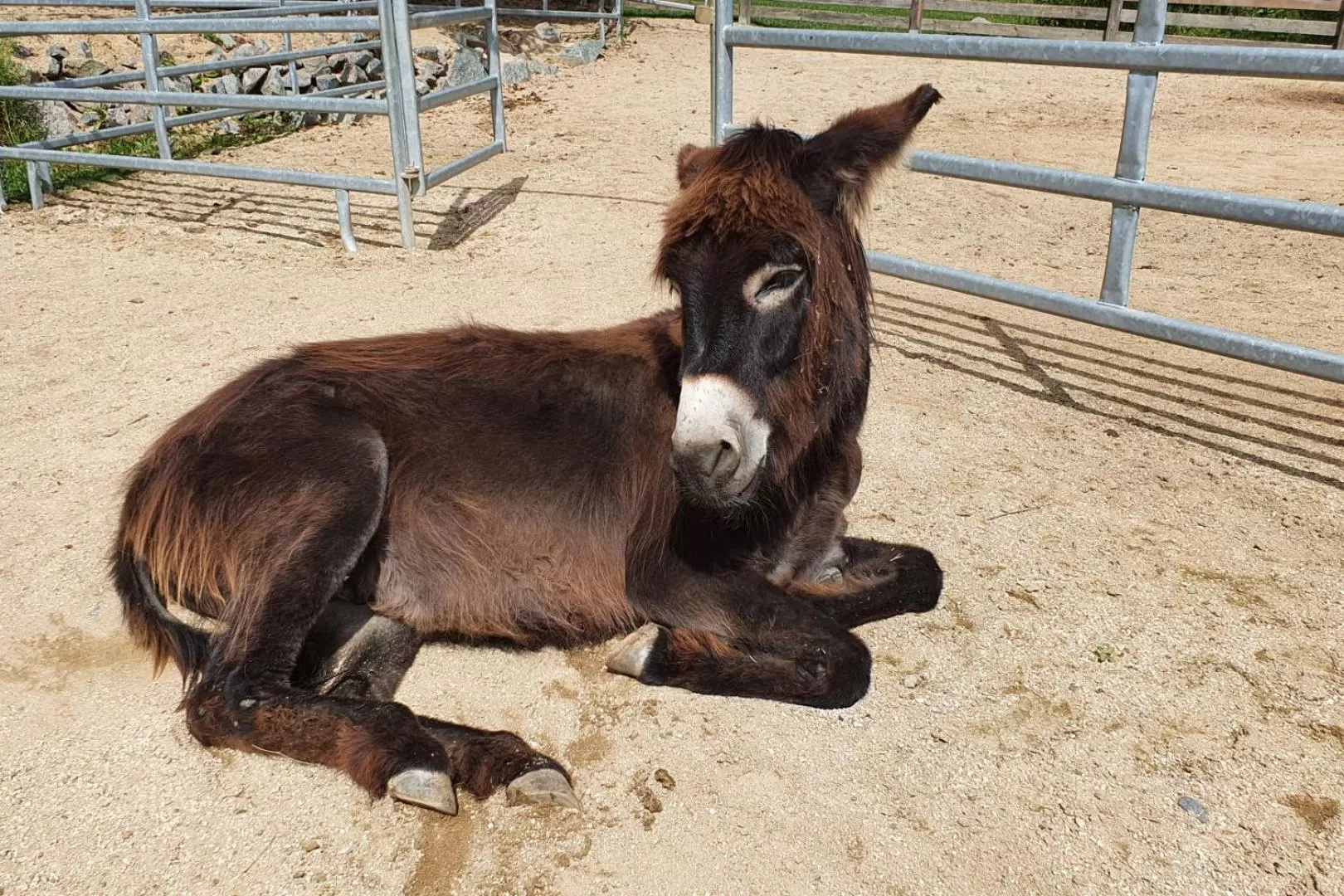 Animals, Other Animals in OREA Resort Panorama Moravský kras
