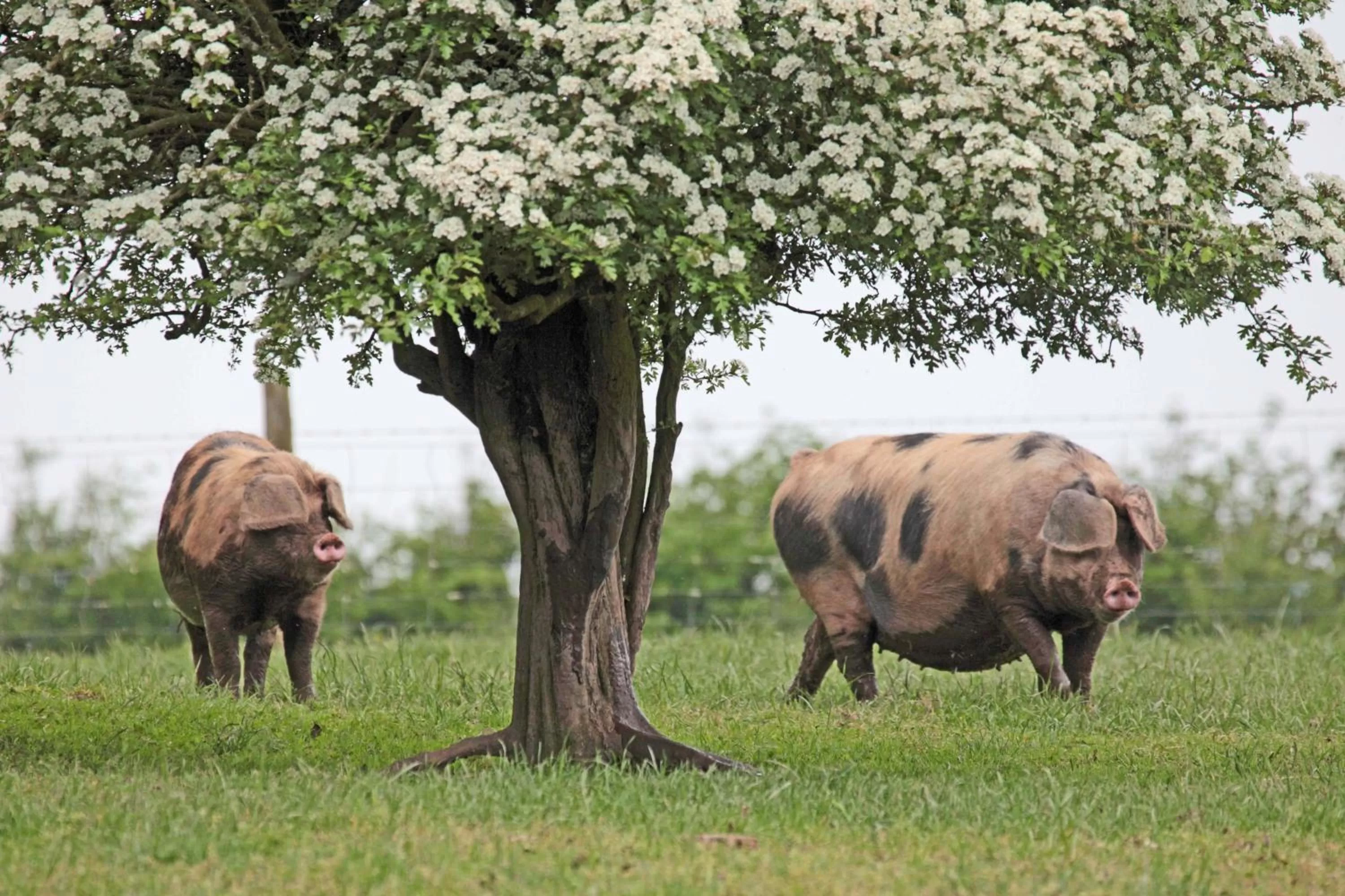 Animals in Lovaton Farmhouse