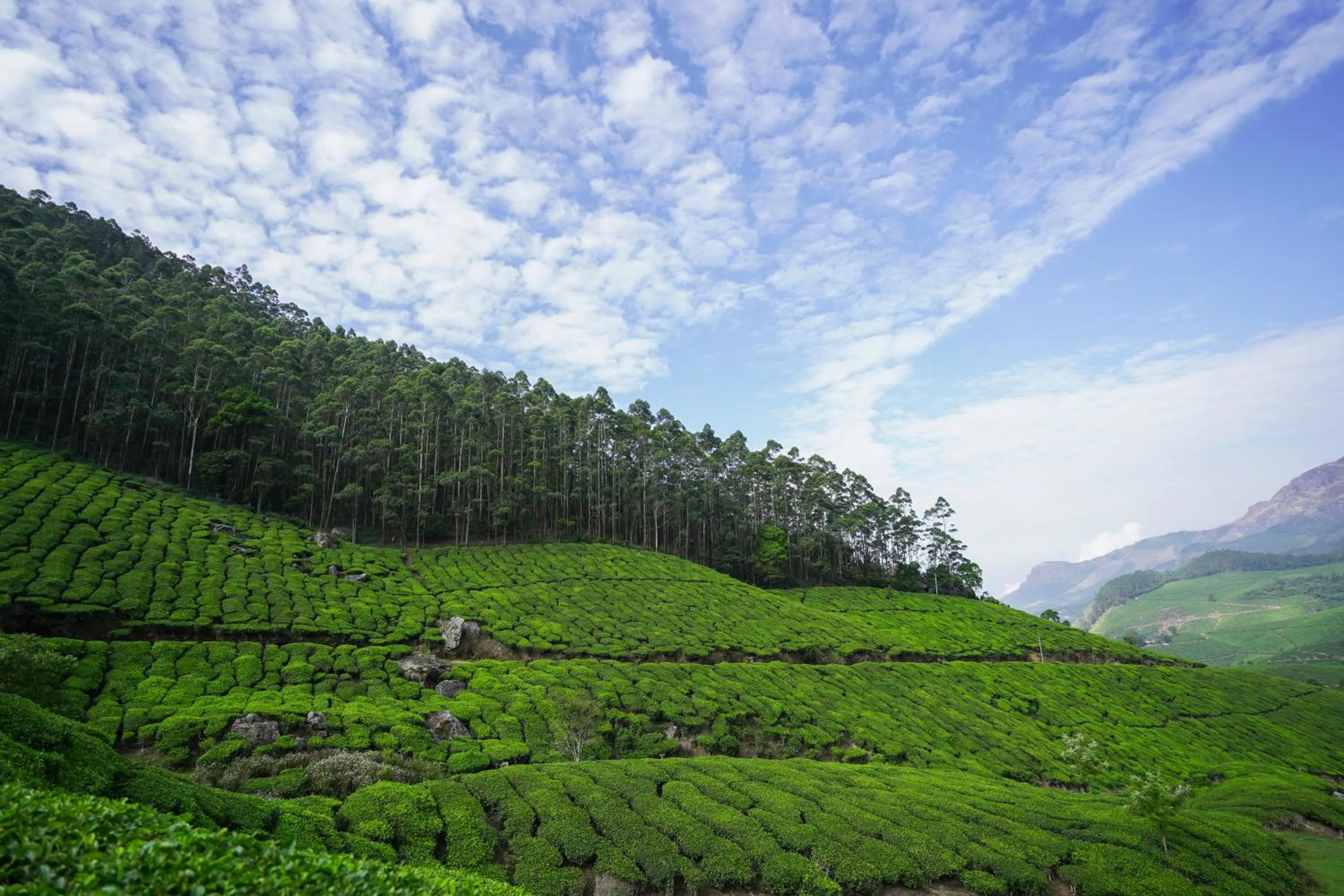 Natural landscape in Tea Valley Resort, Munnar
