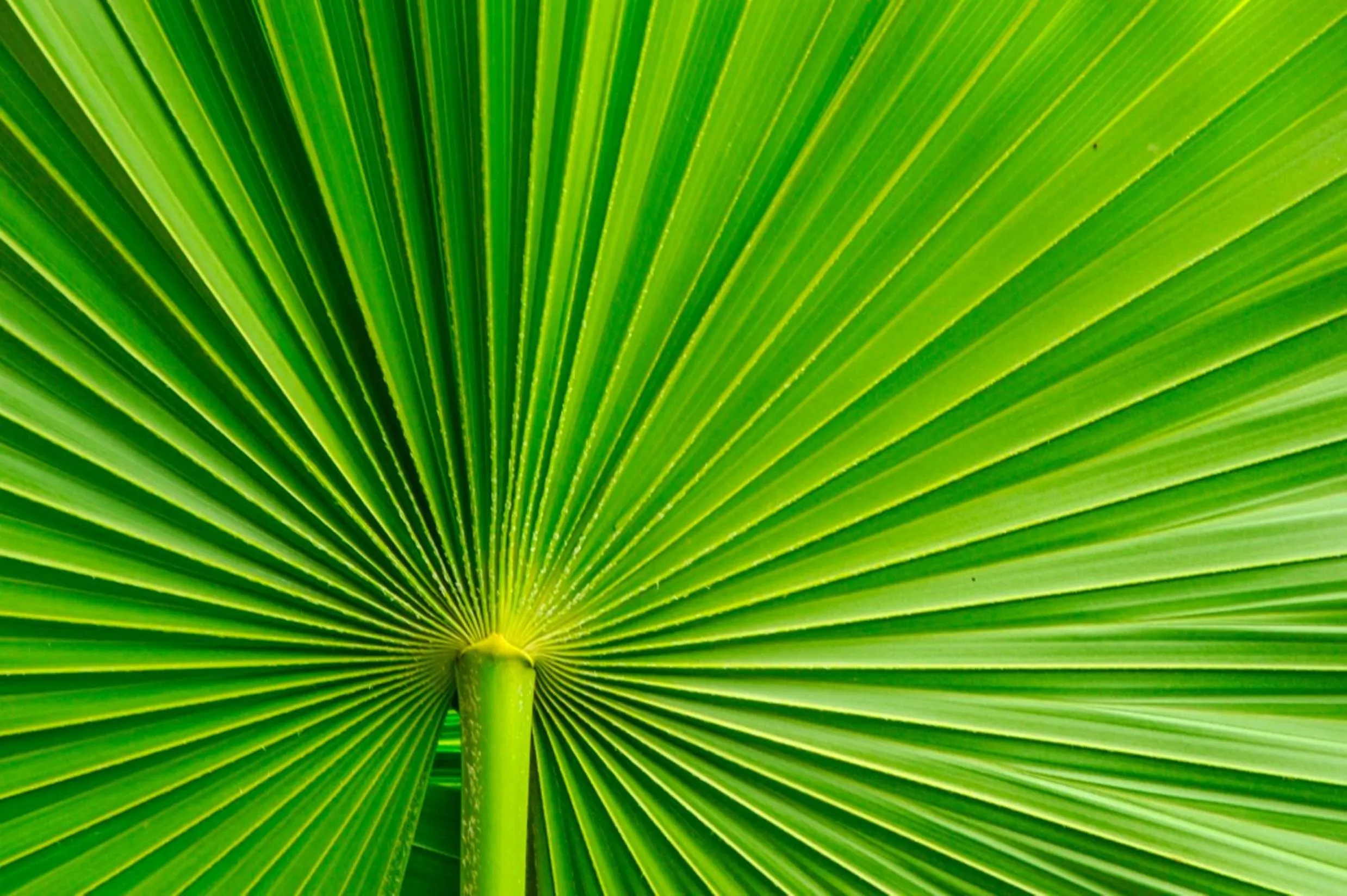 Other in Royal Isabela