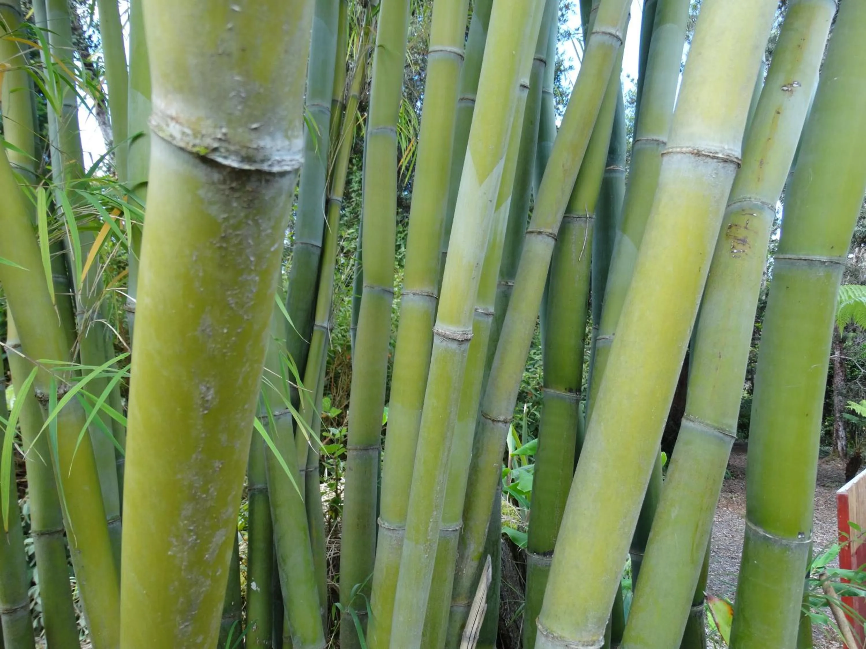 Garden in Lokahi Lodge