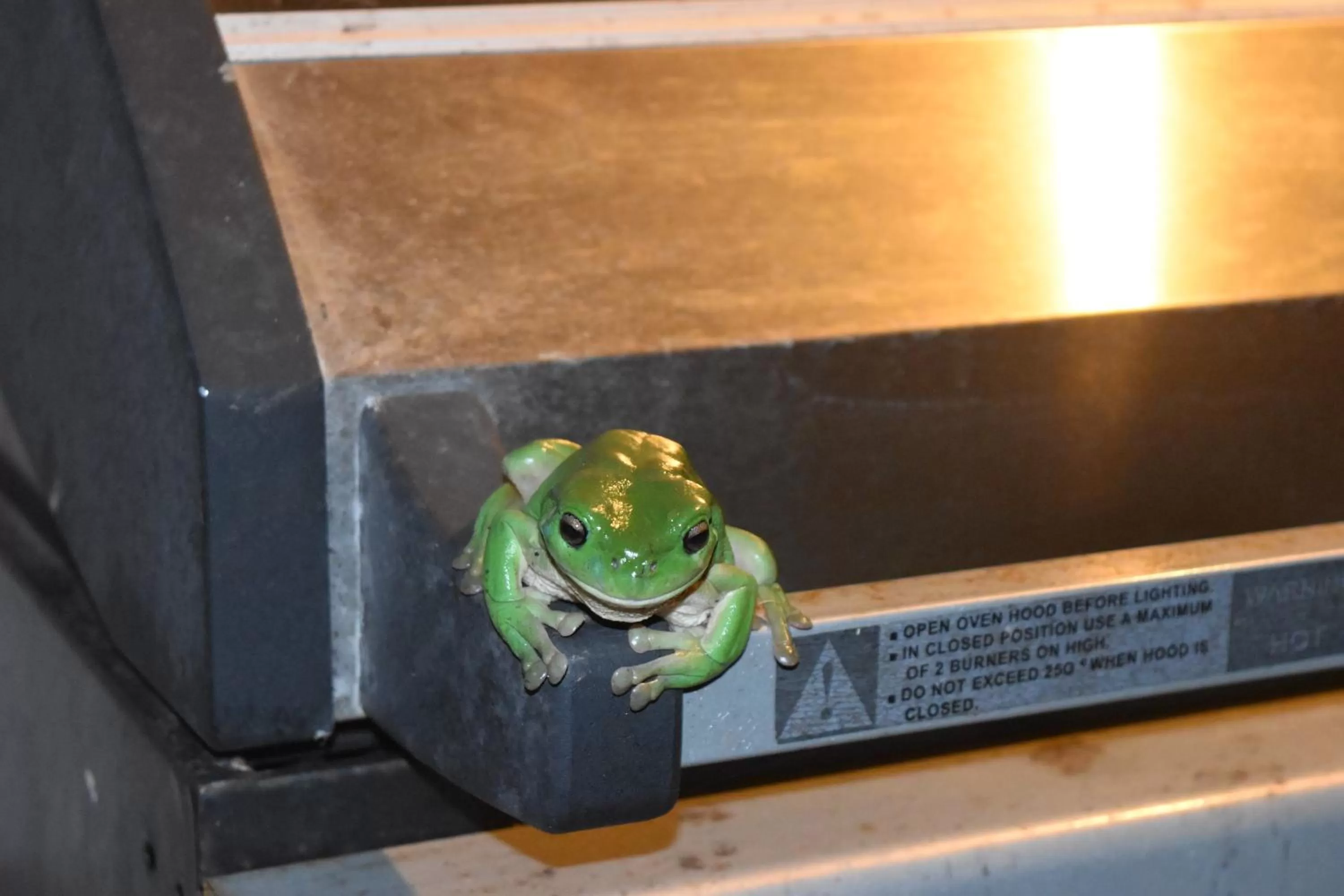 Animals in Mapleton Springs