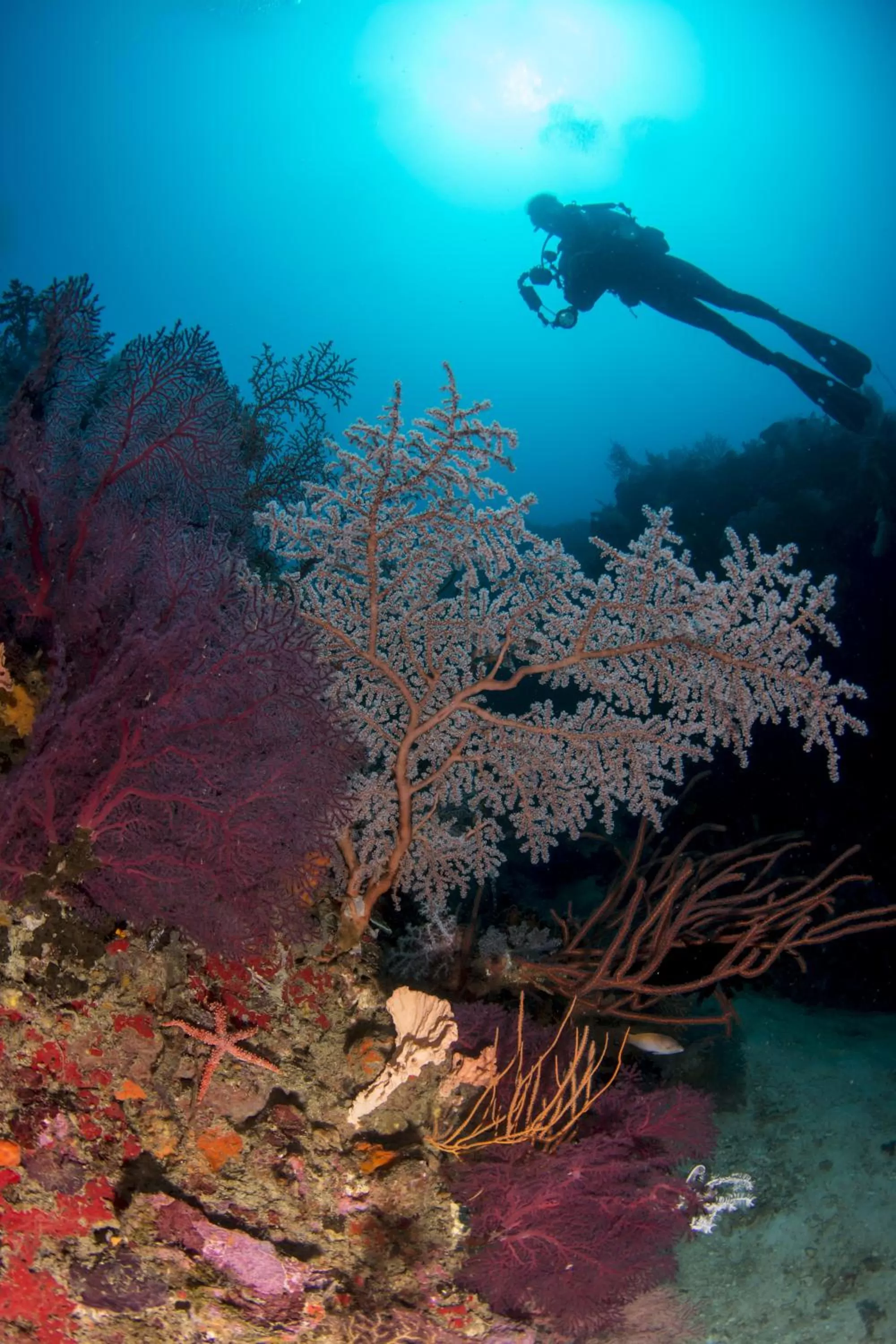 Diving in Punta Bulata White Beach Resort & Spa