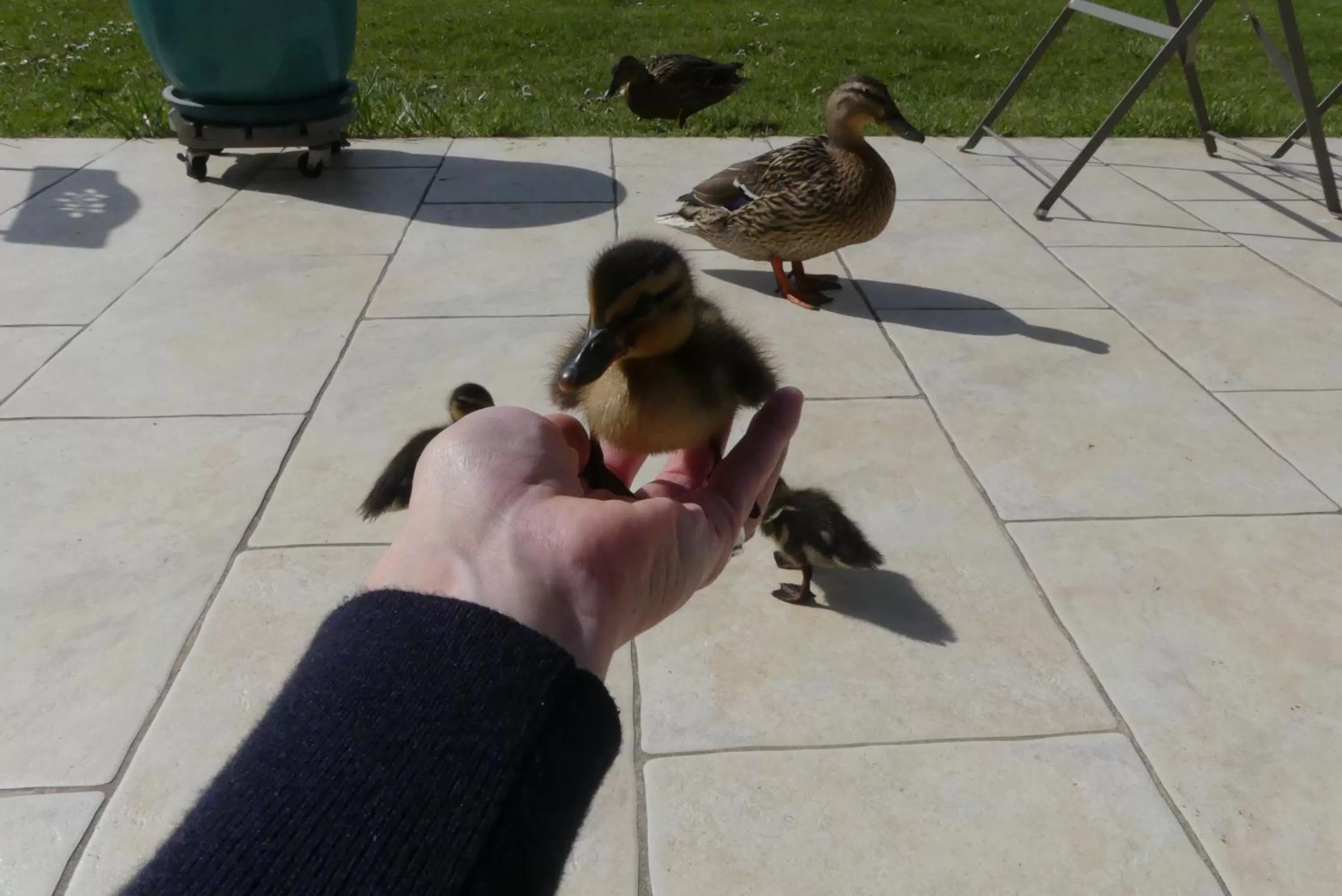Animals in Chambres et Table d'Hôtes Les Machetières