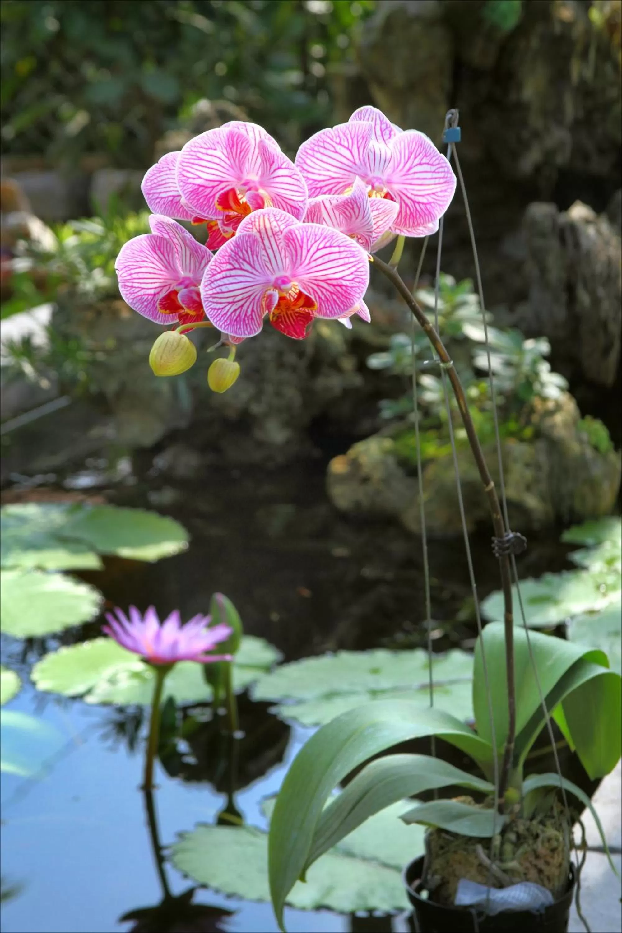 Day in Ancient Terracotta Villa