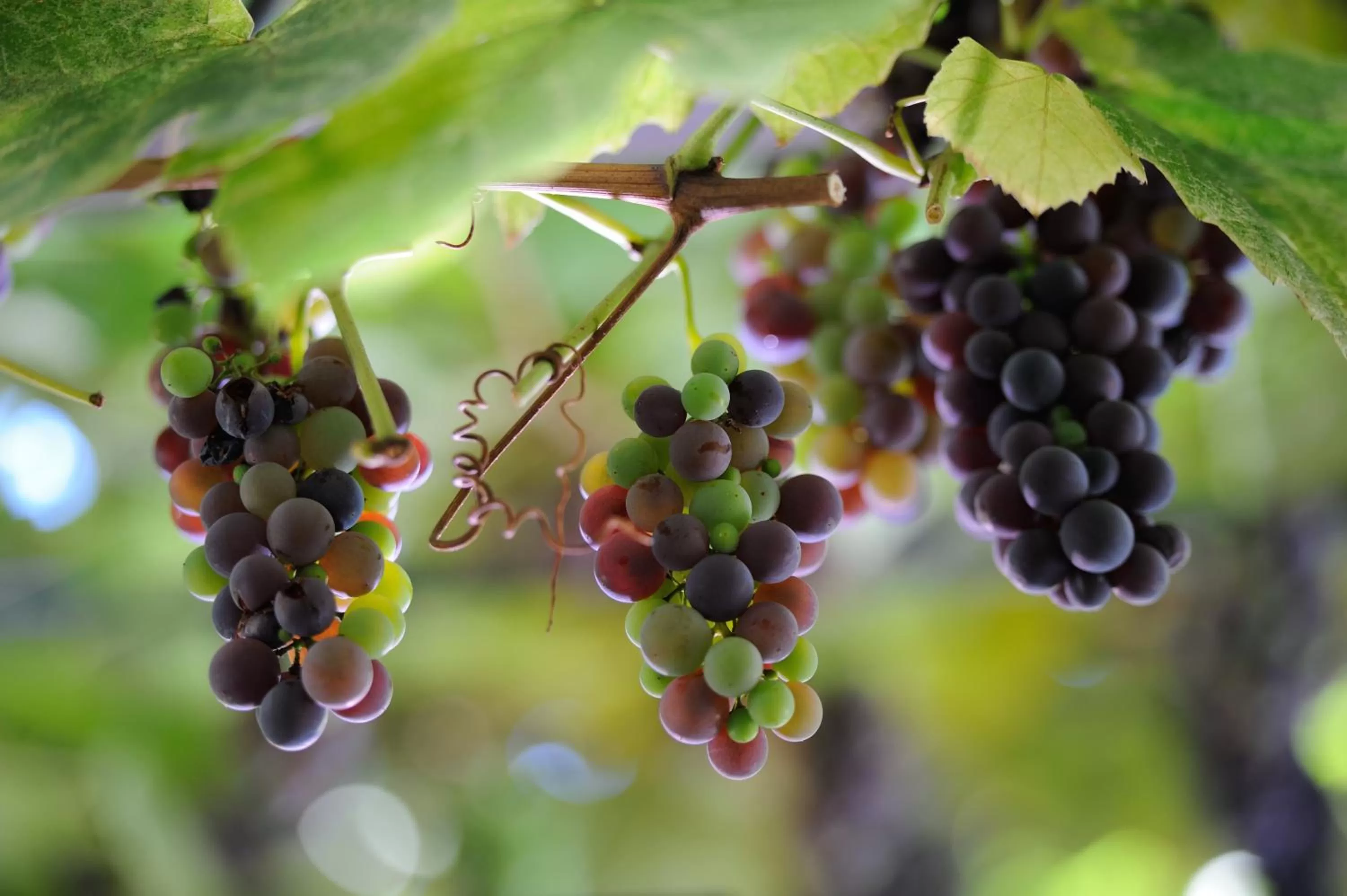 Other in Hotel Farnese