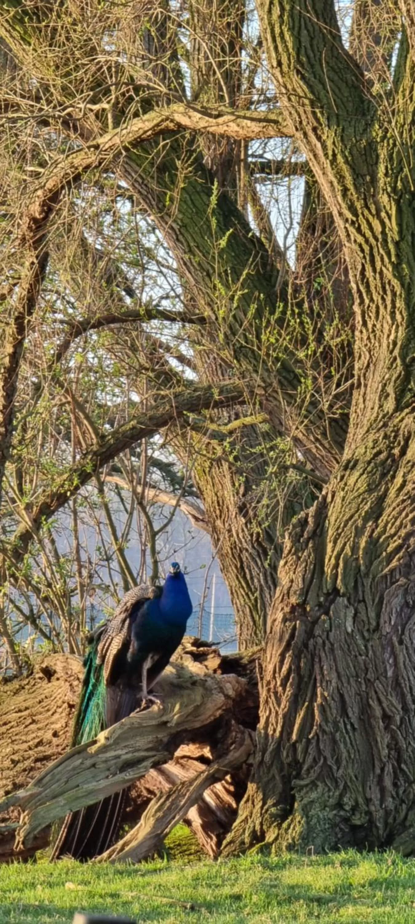 Animals, Other Animals in Hotel Landhuis 't Wilgenerf