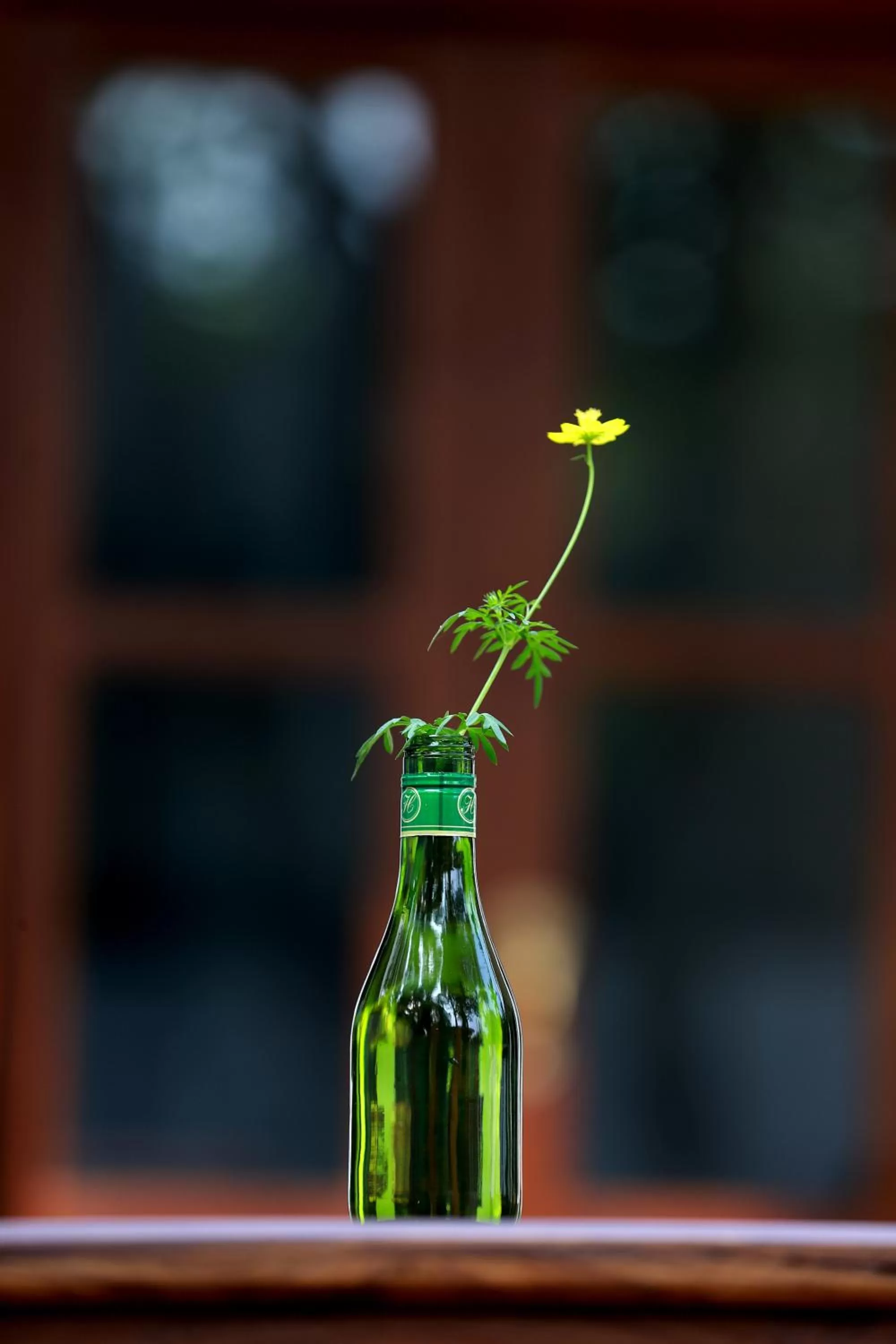 Drinks in Temple Tree