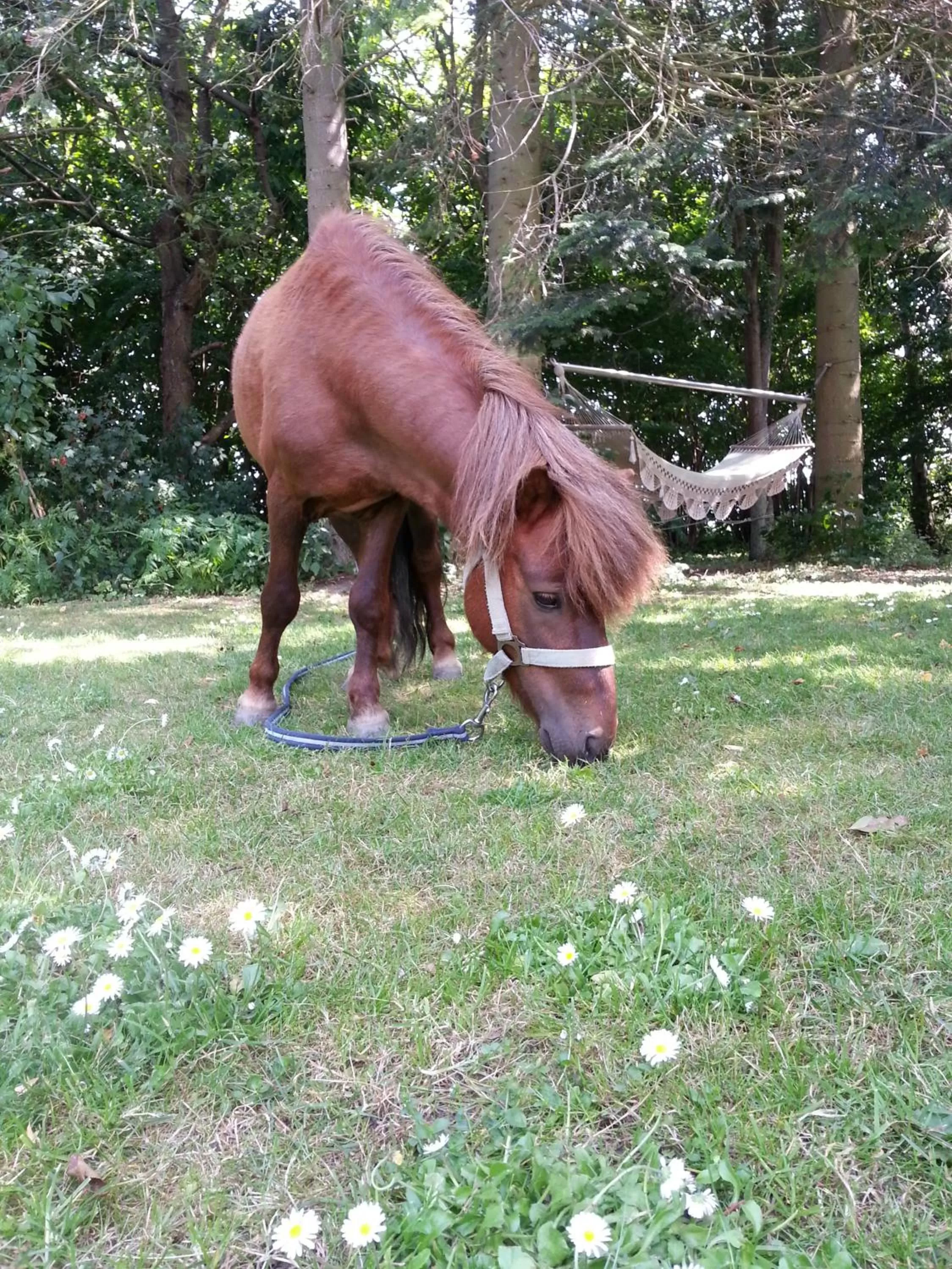 Day, Other Animals in Roskilde B&B