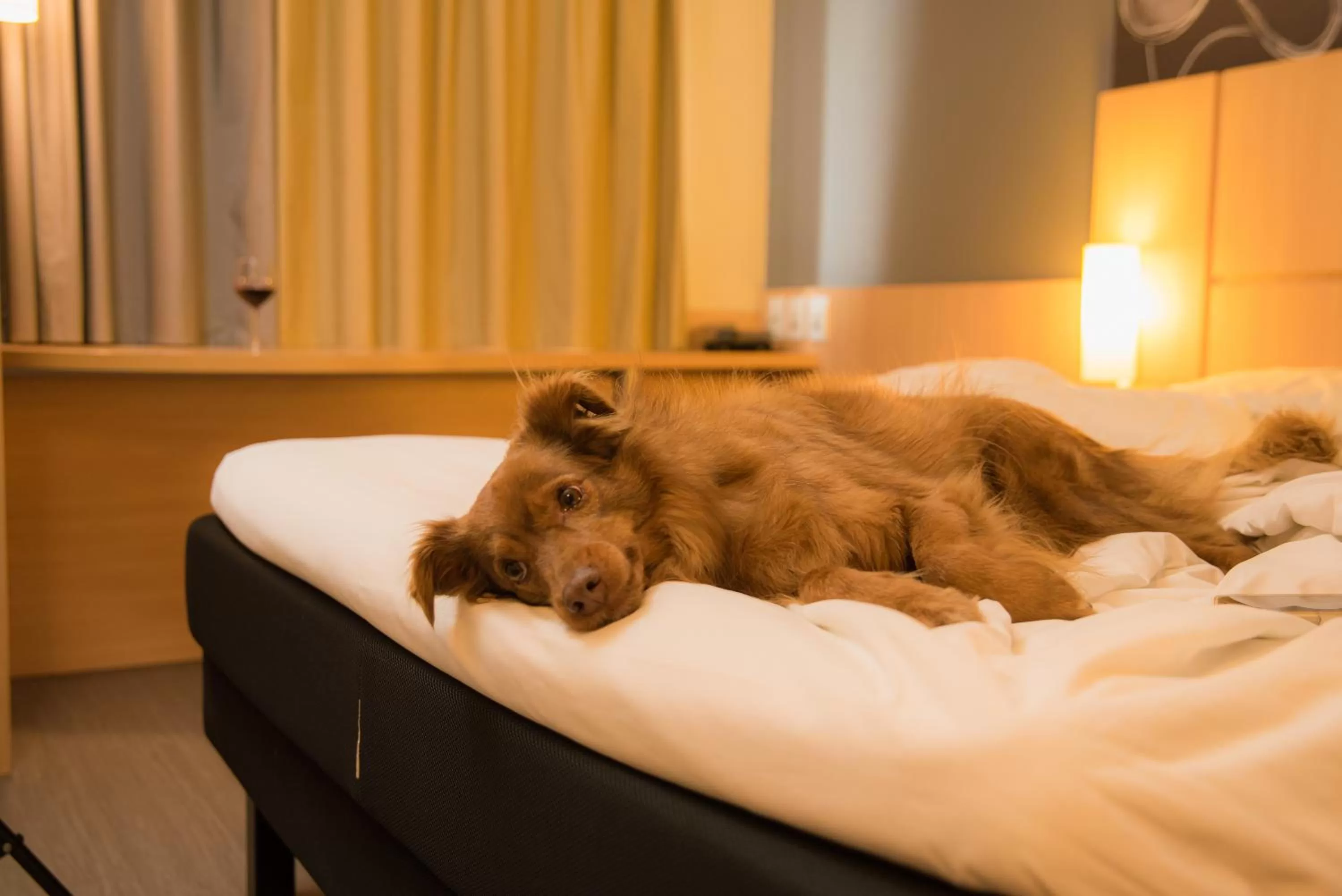 Pets, Bed in Ibis Guaratingueta Aparecida - Circuito da Fé