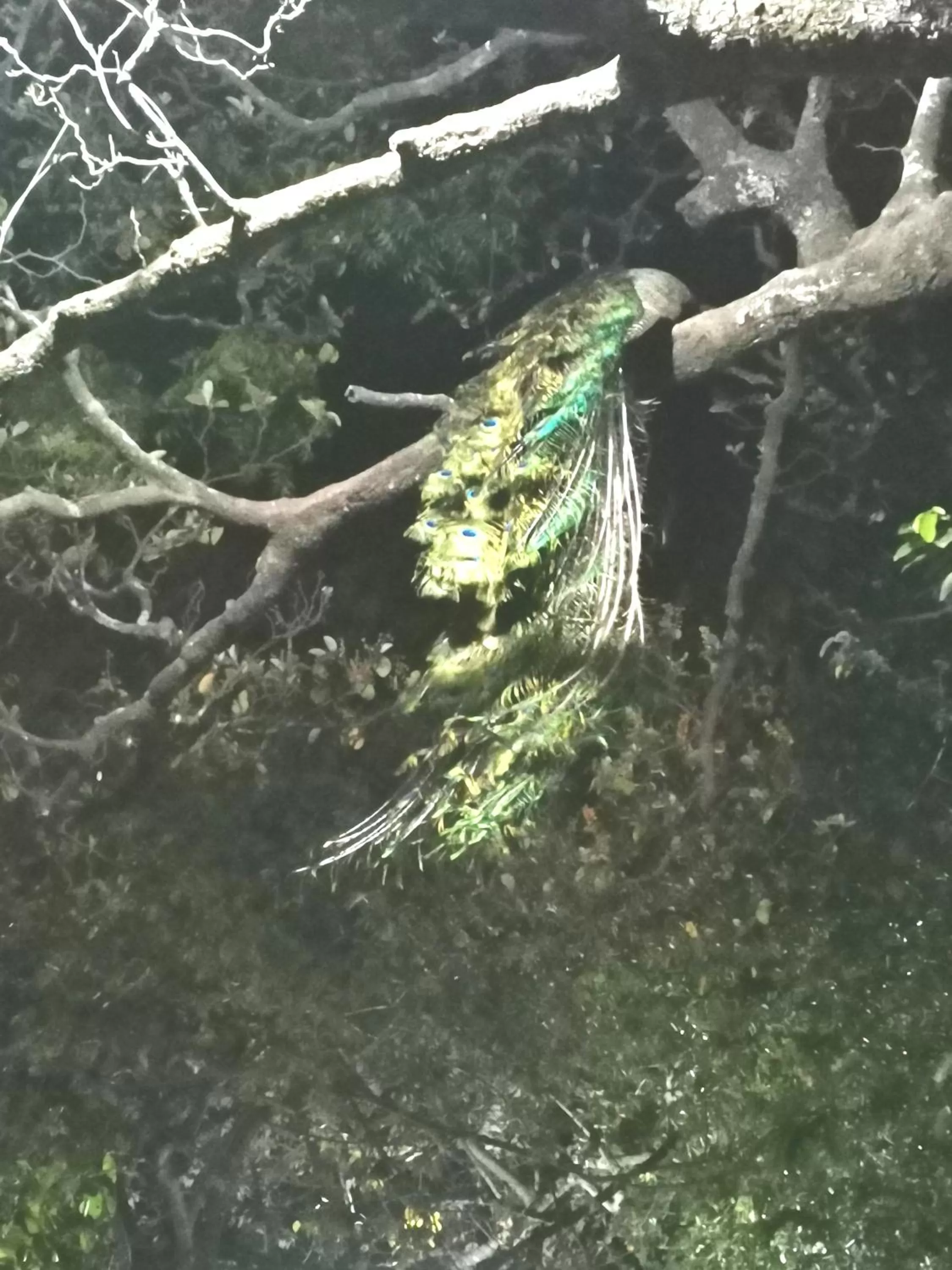 Other Animals in Hostalito El Greco