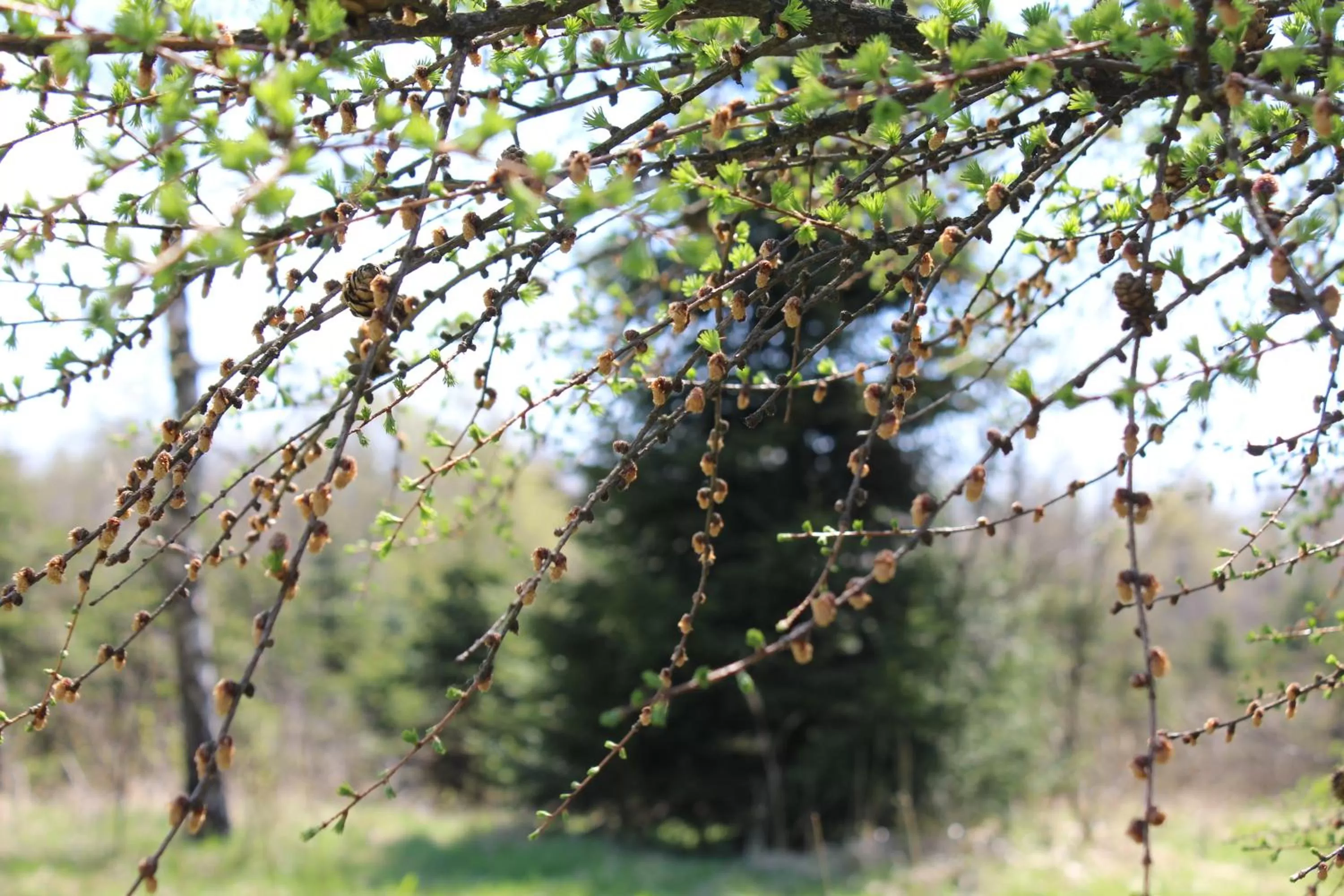 Natural Landscape in Waldgasthof Bad Einsiedel