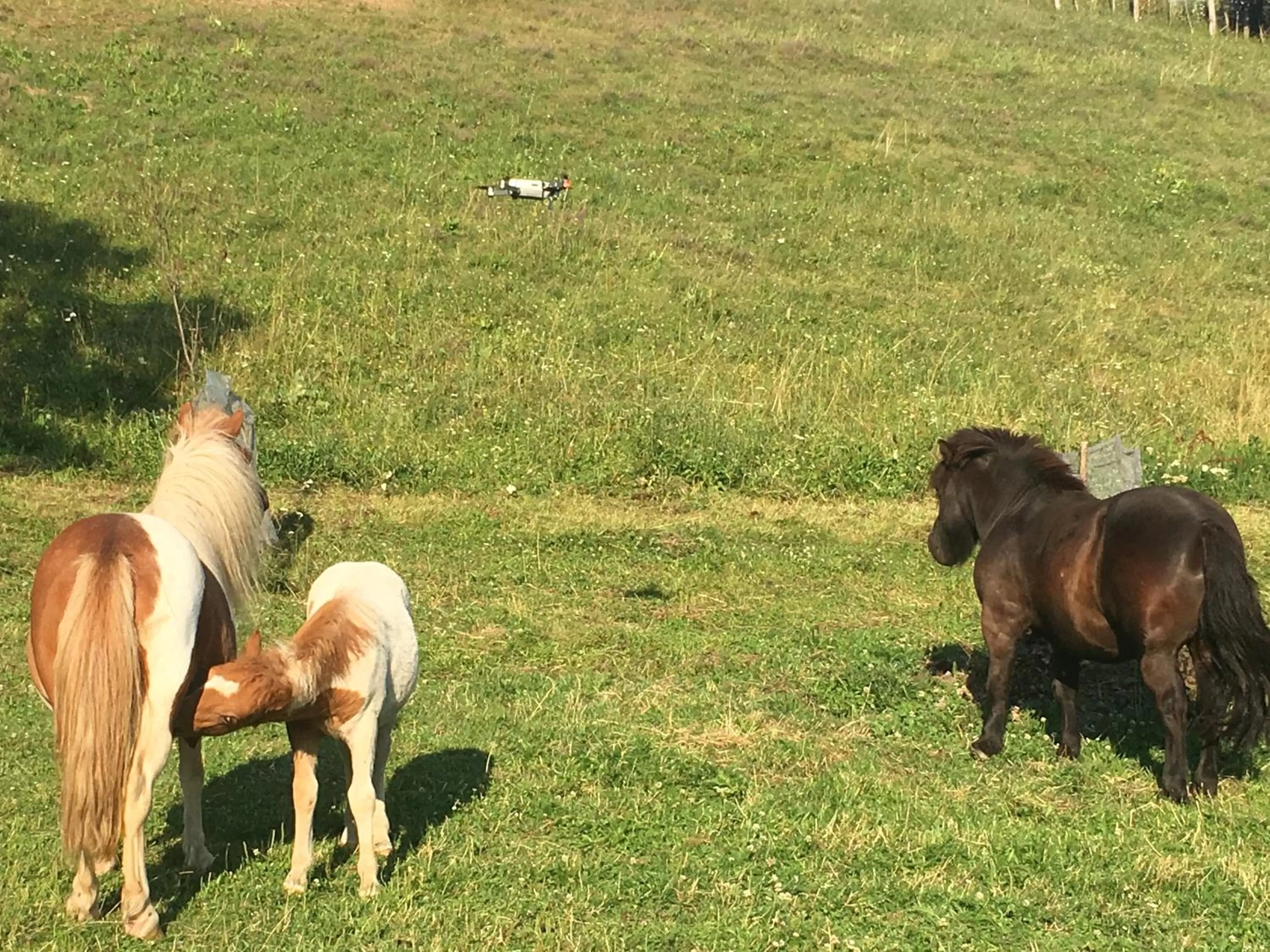 Day in Pensiunea SilvAnka