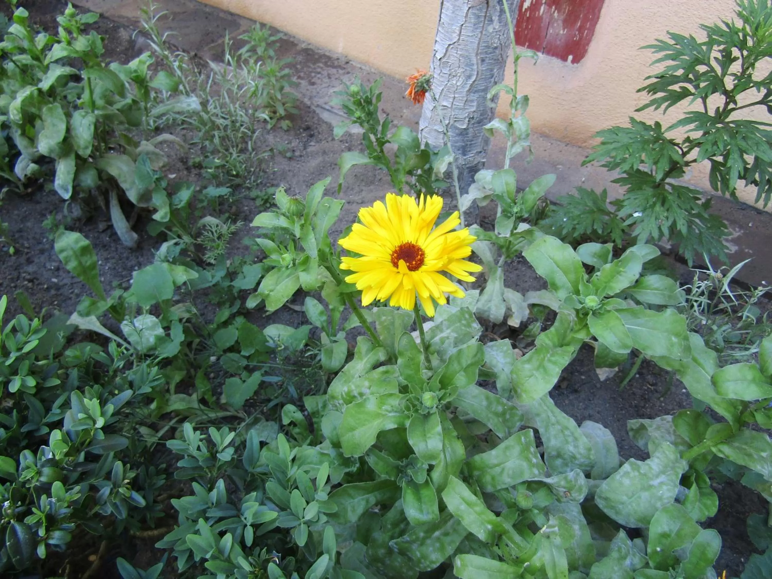 Garden in Hotel und Gasthof Ritter St. Georg